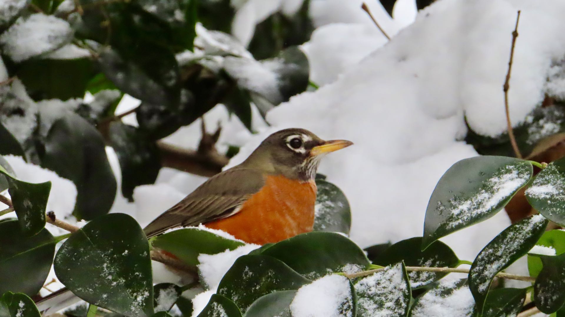 American Robin