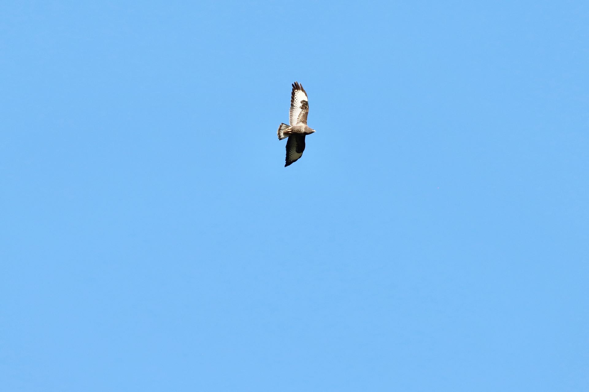 Musvåge