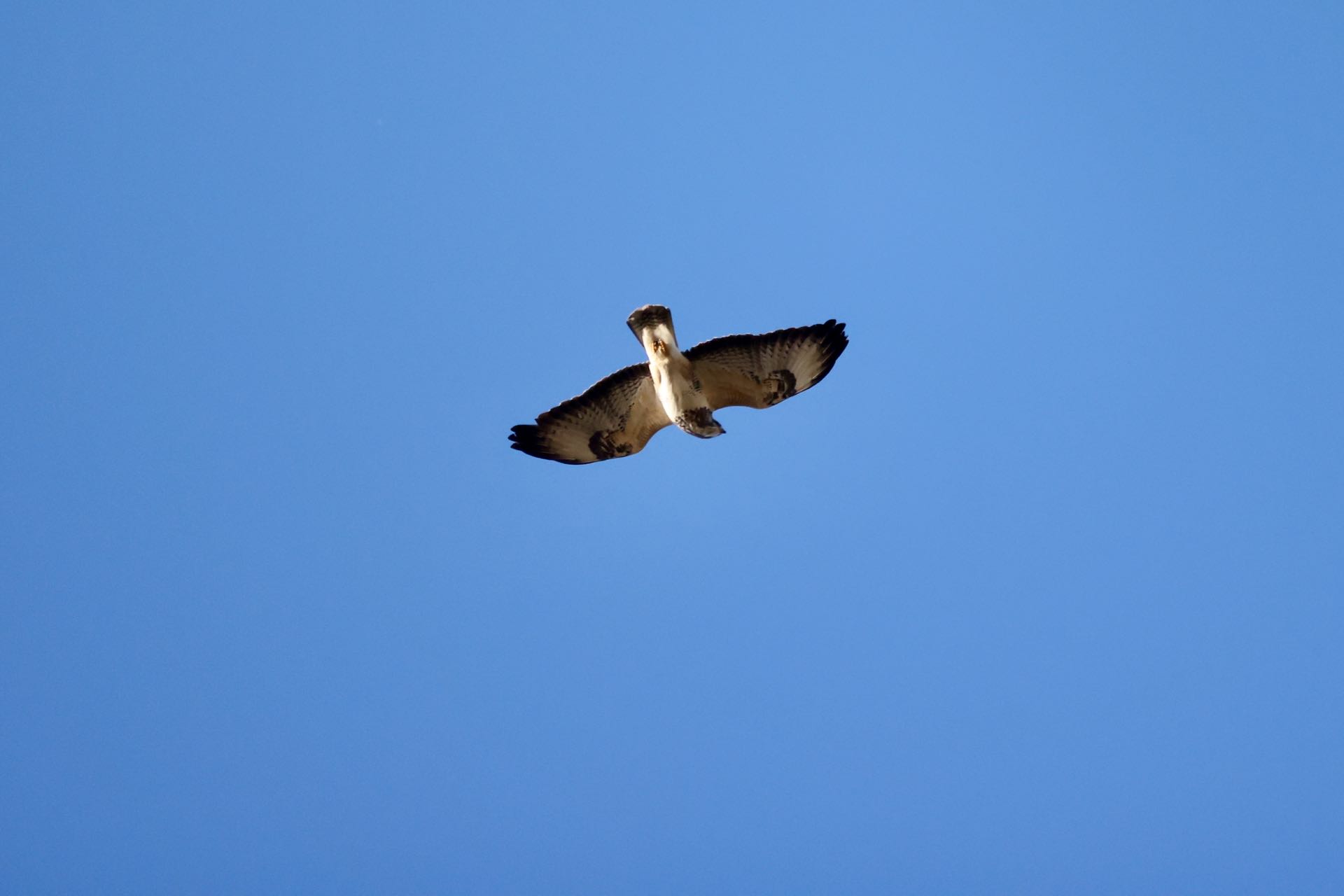 Musvåge