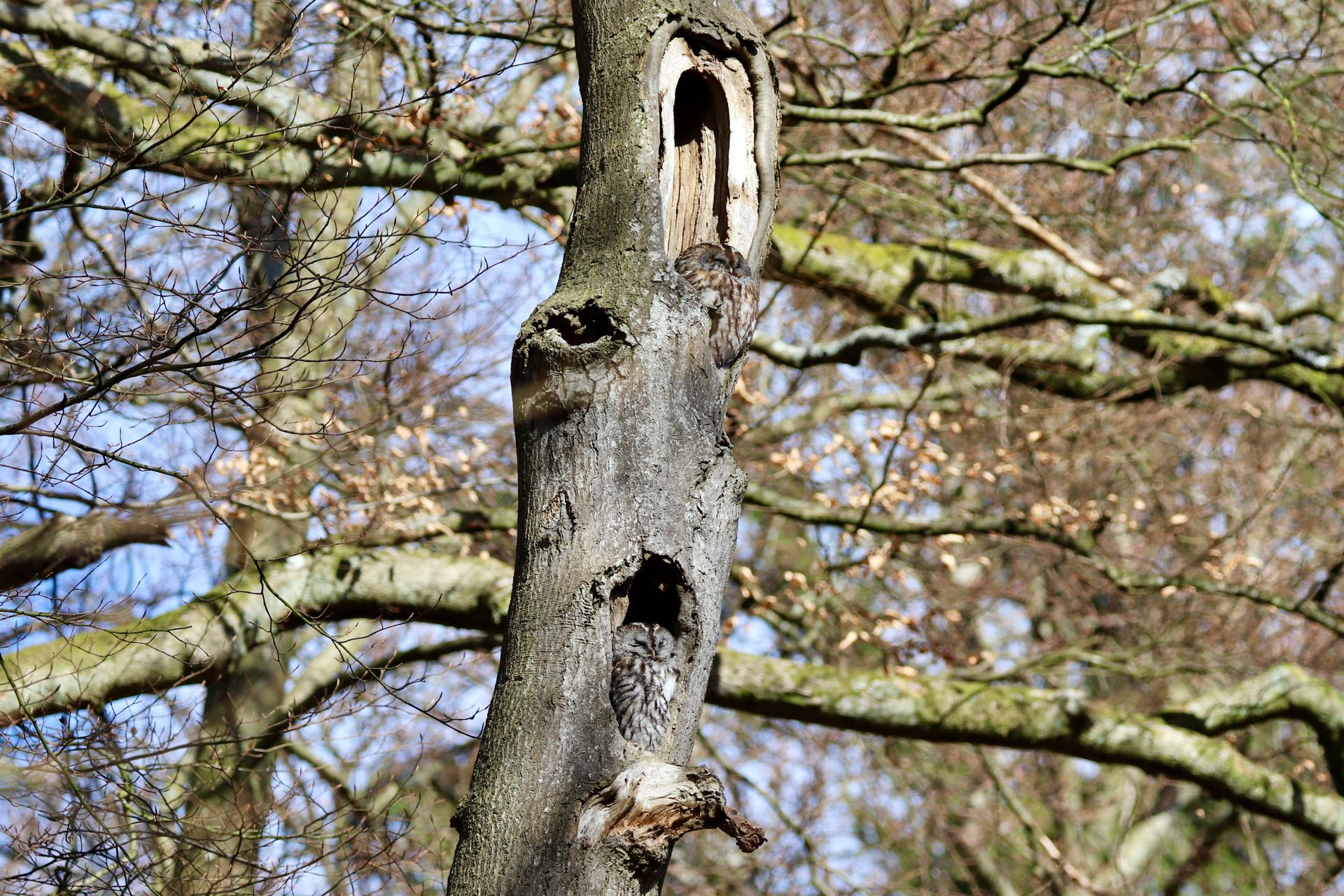 Natugle