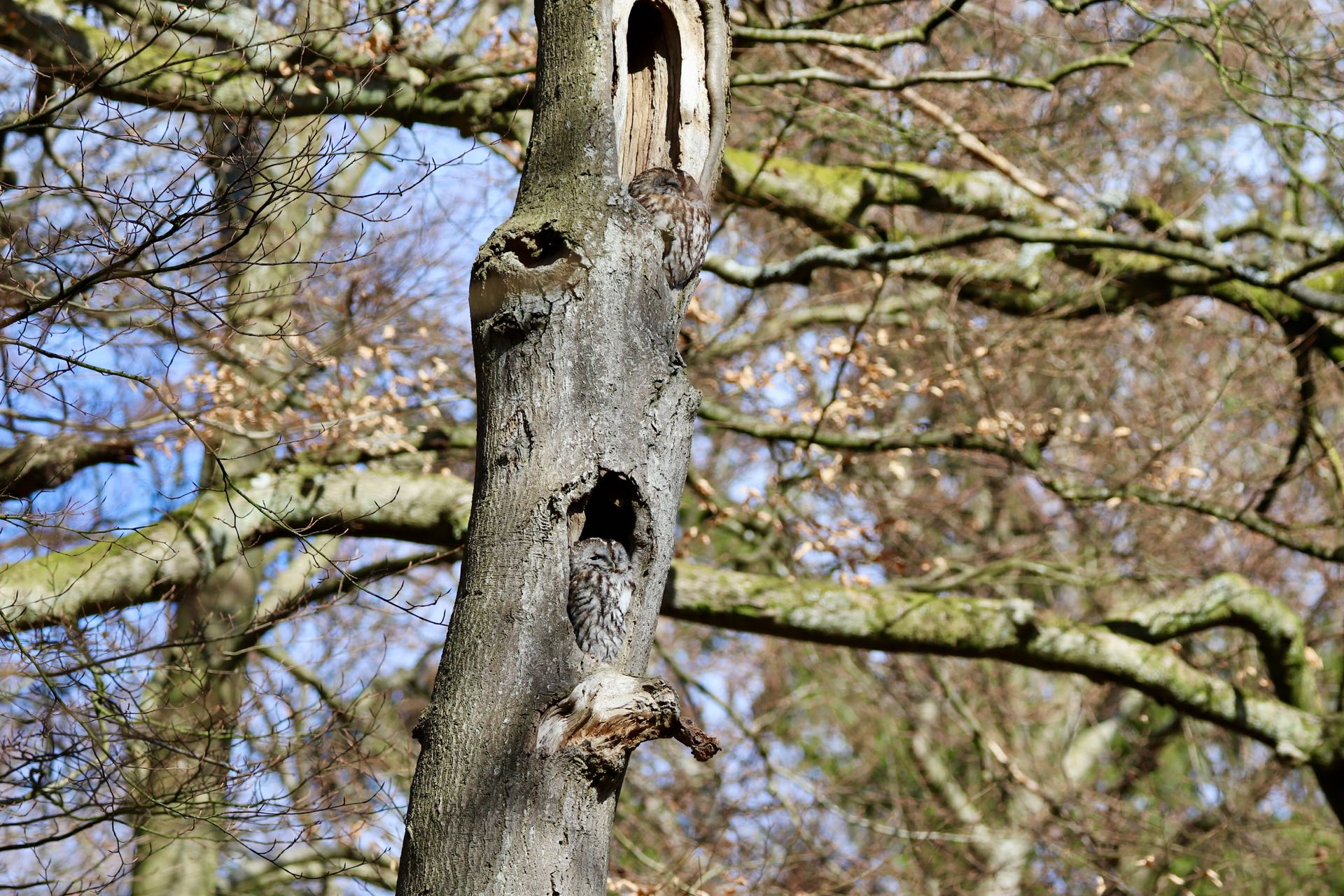 Natugle