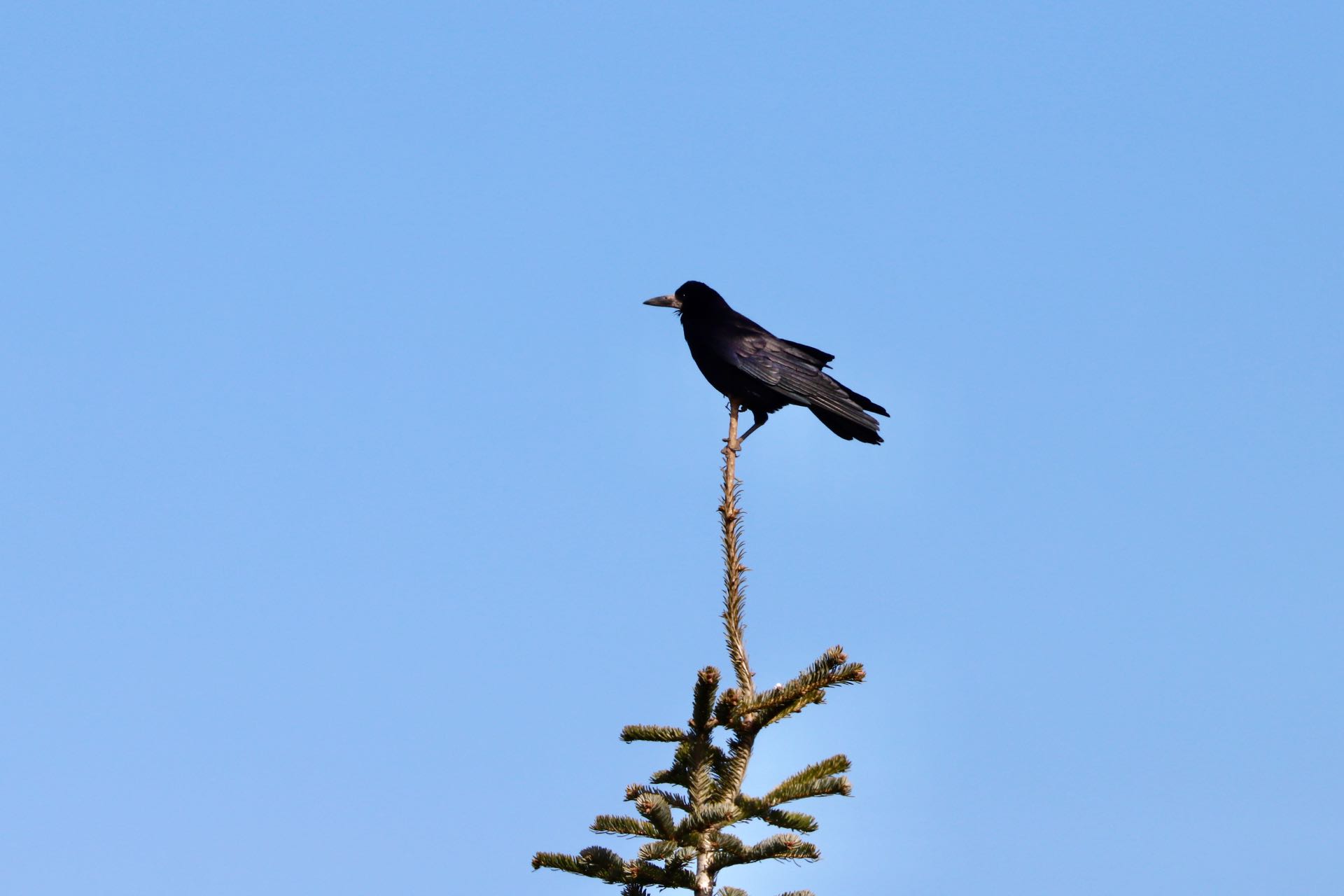 Råge