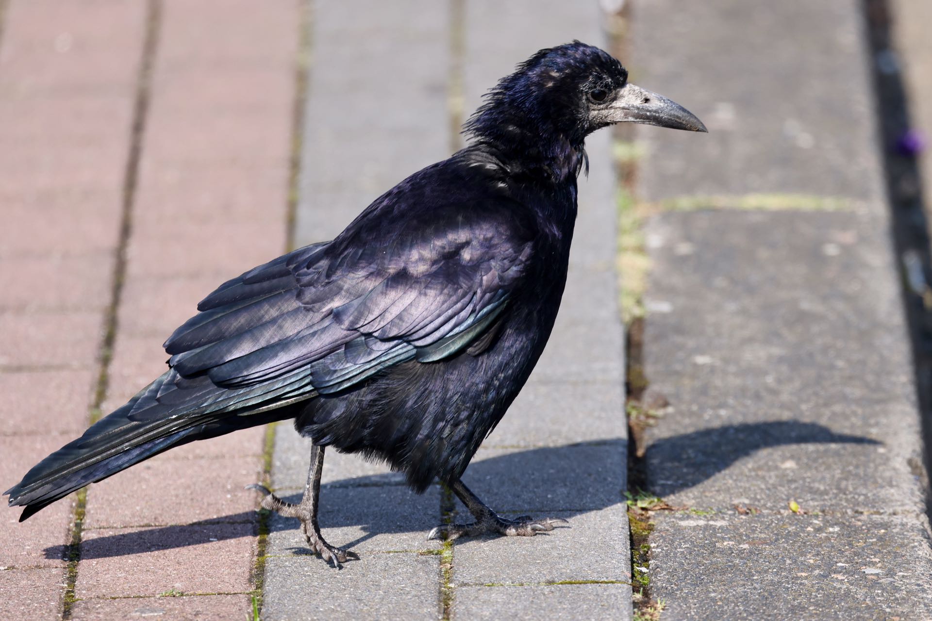Råge