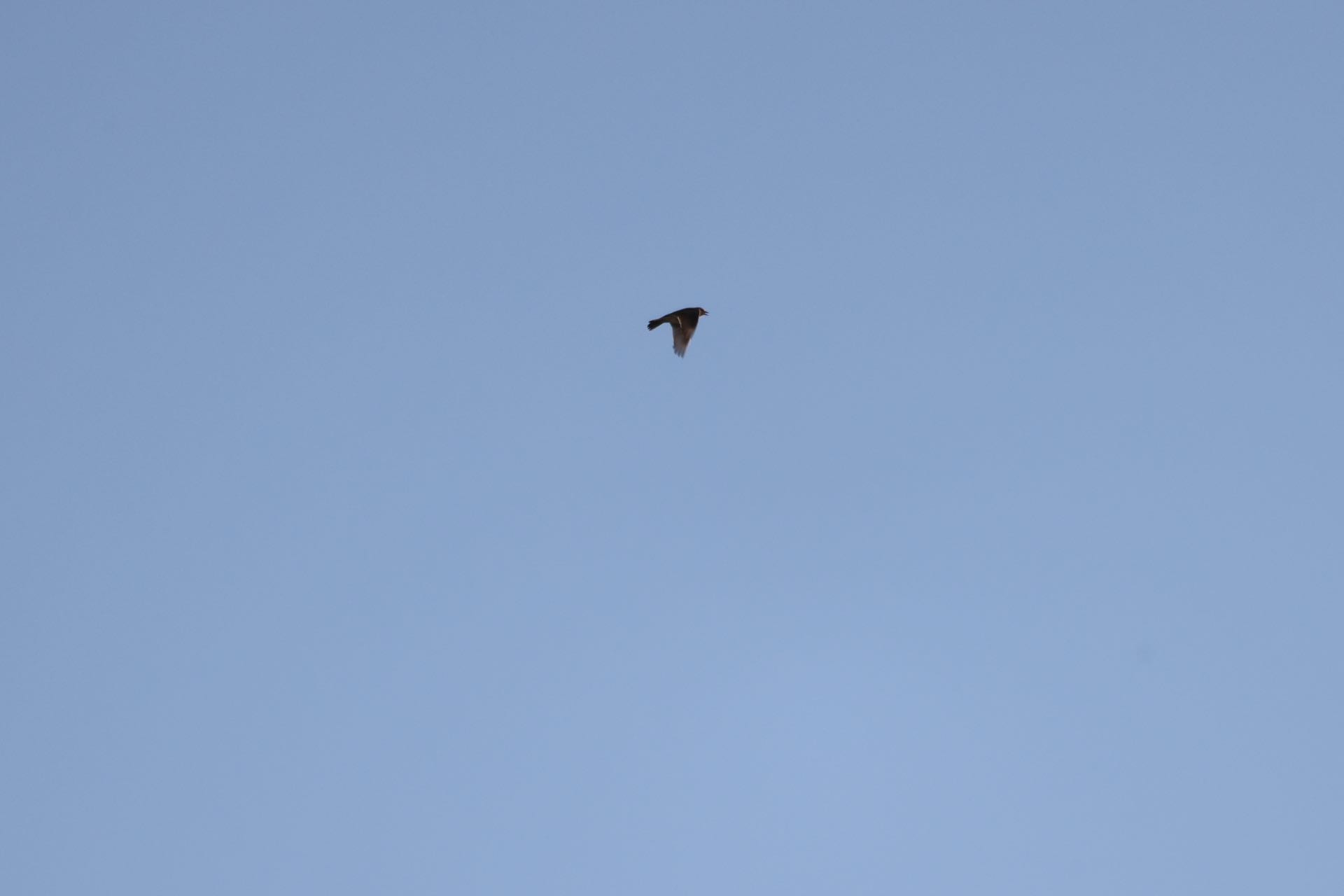 Sanglærke, Lark ascending