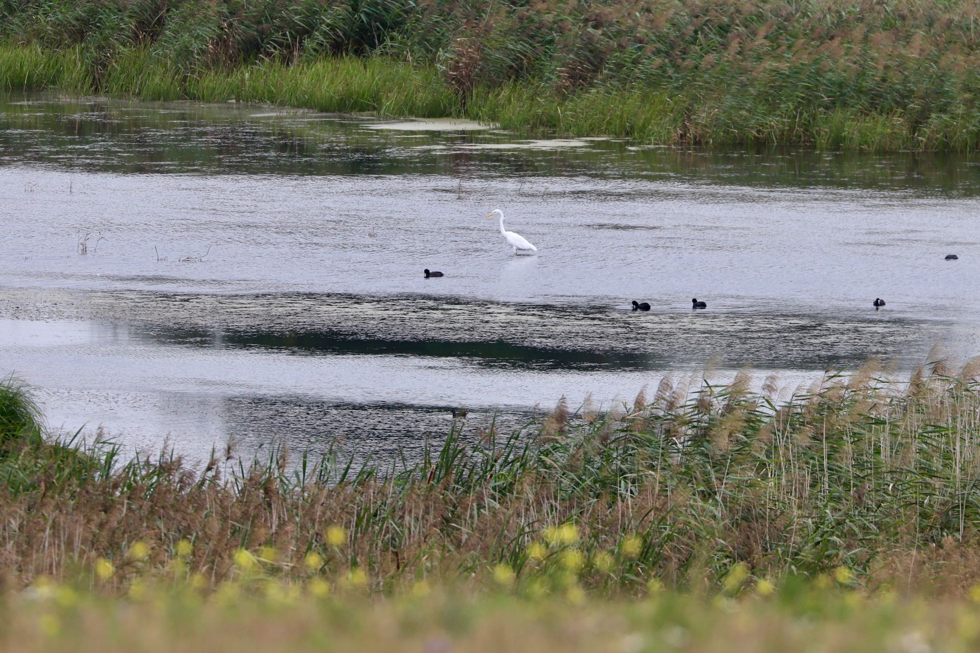 Sølvhejre