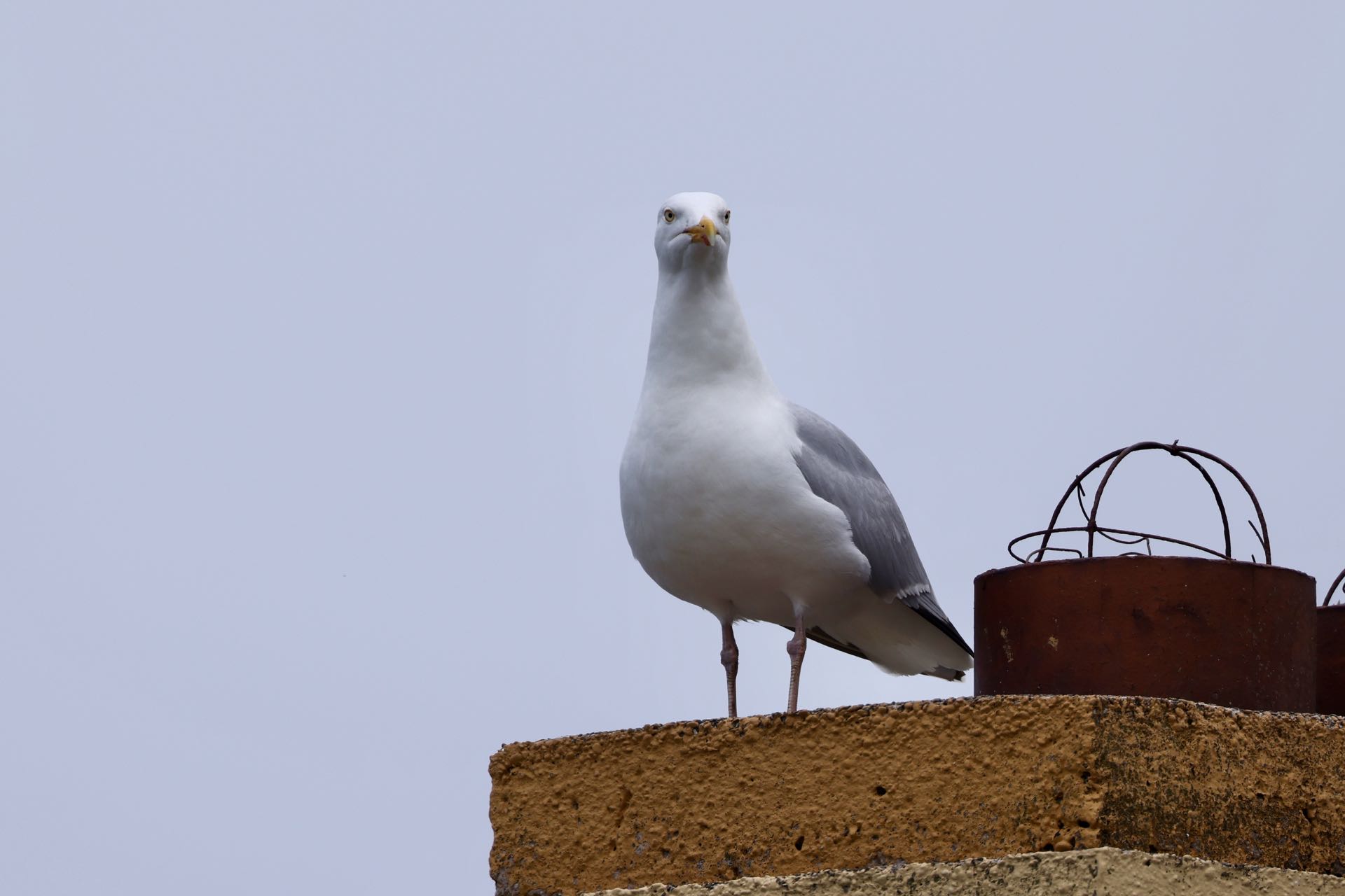 Sølvmåge
