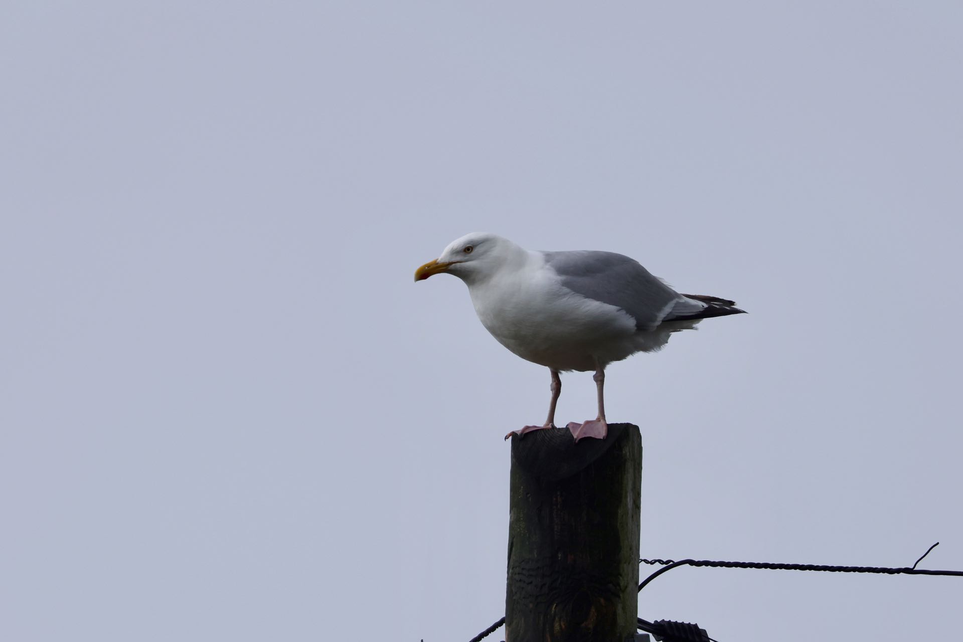 Sølvmåge