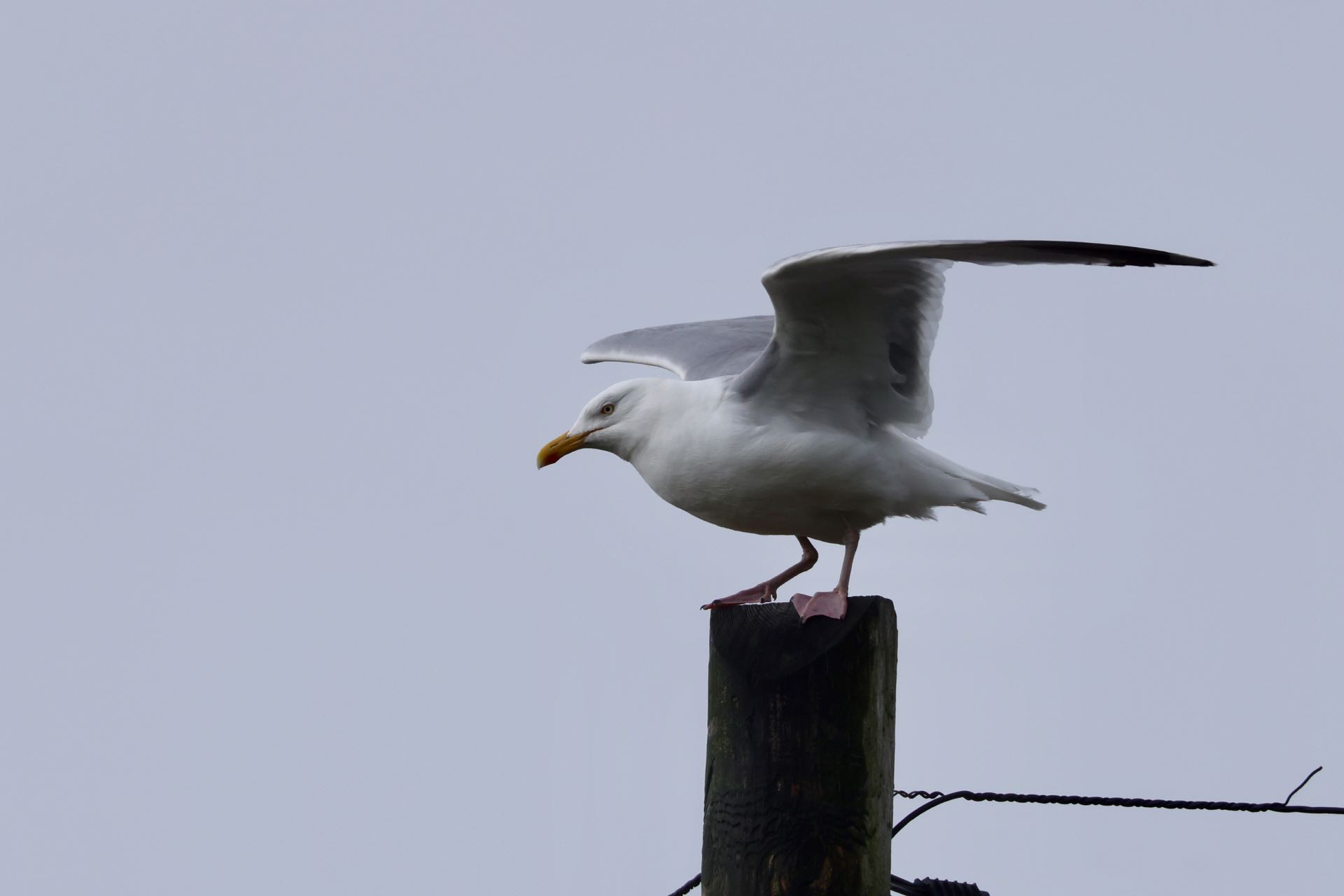 Sølvmåge