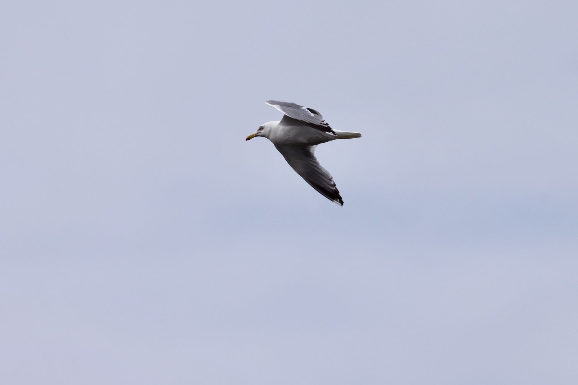Sølvmåge