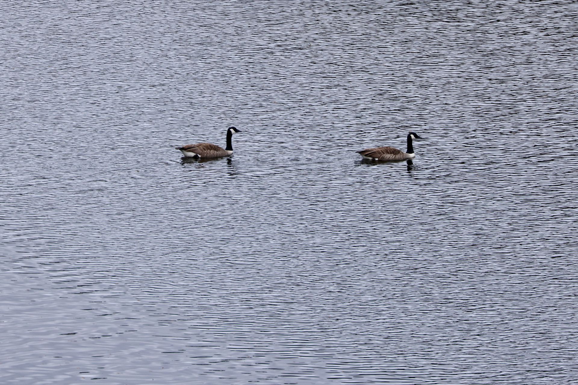 Canadagæs