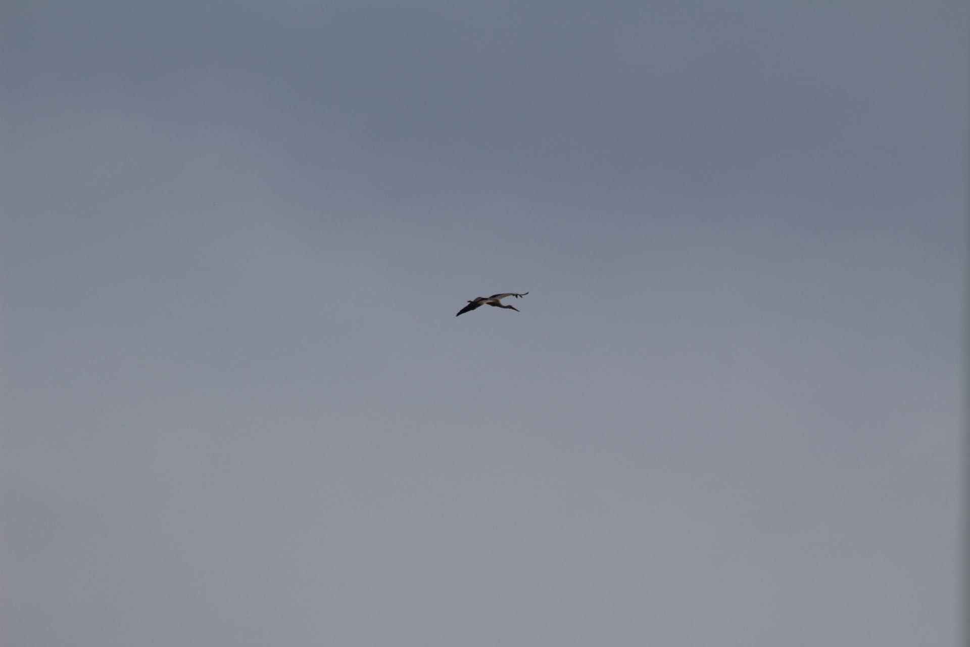 Stork