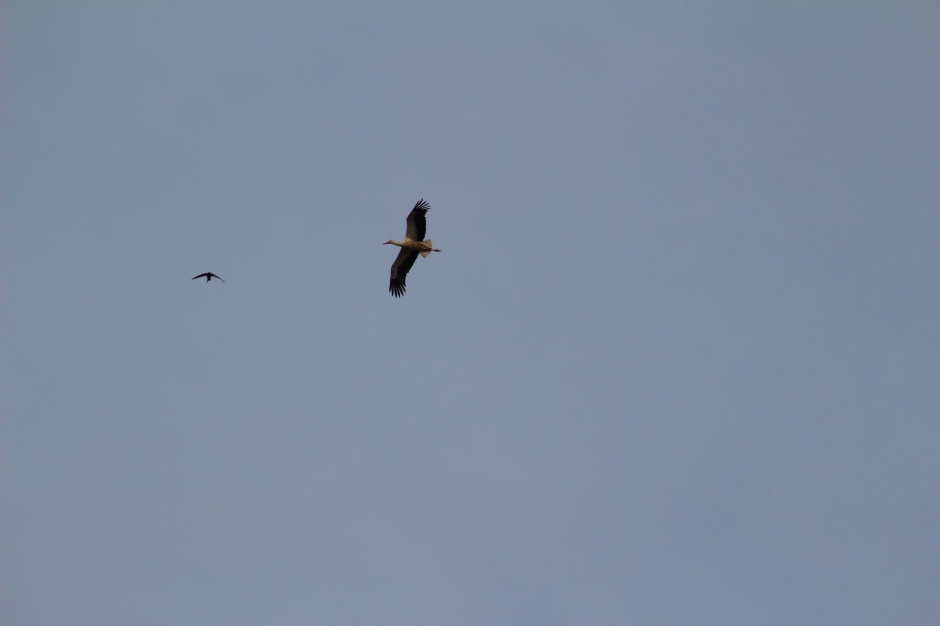 Stork