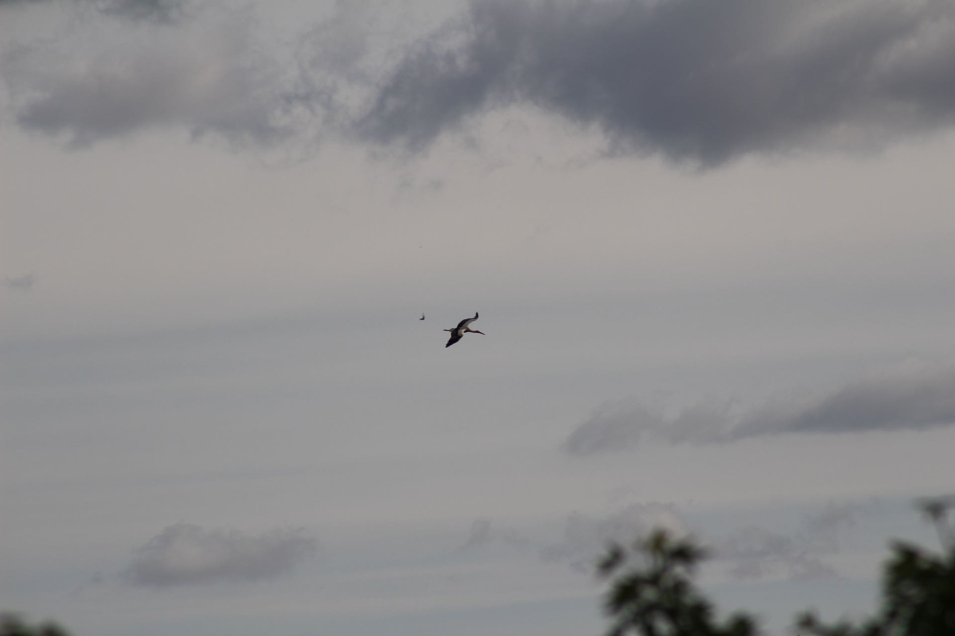 Stork
