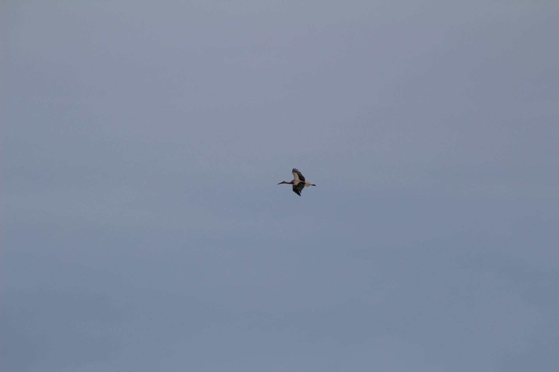 Stork