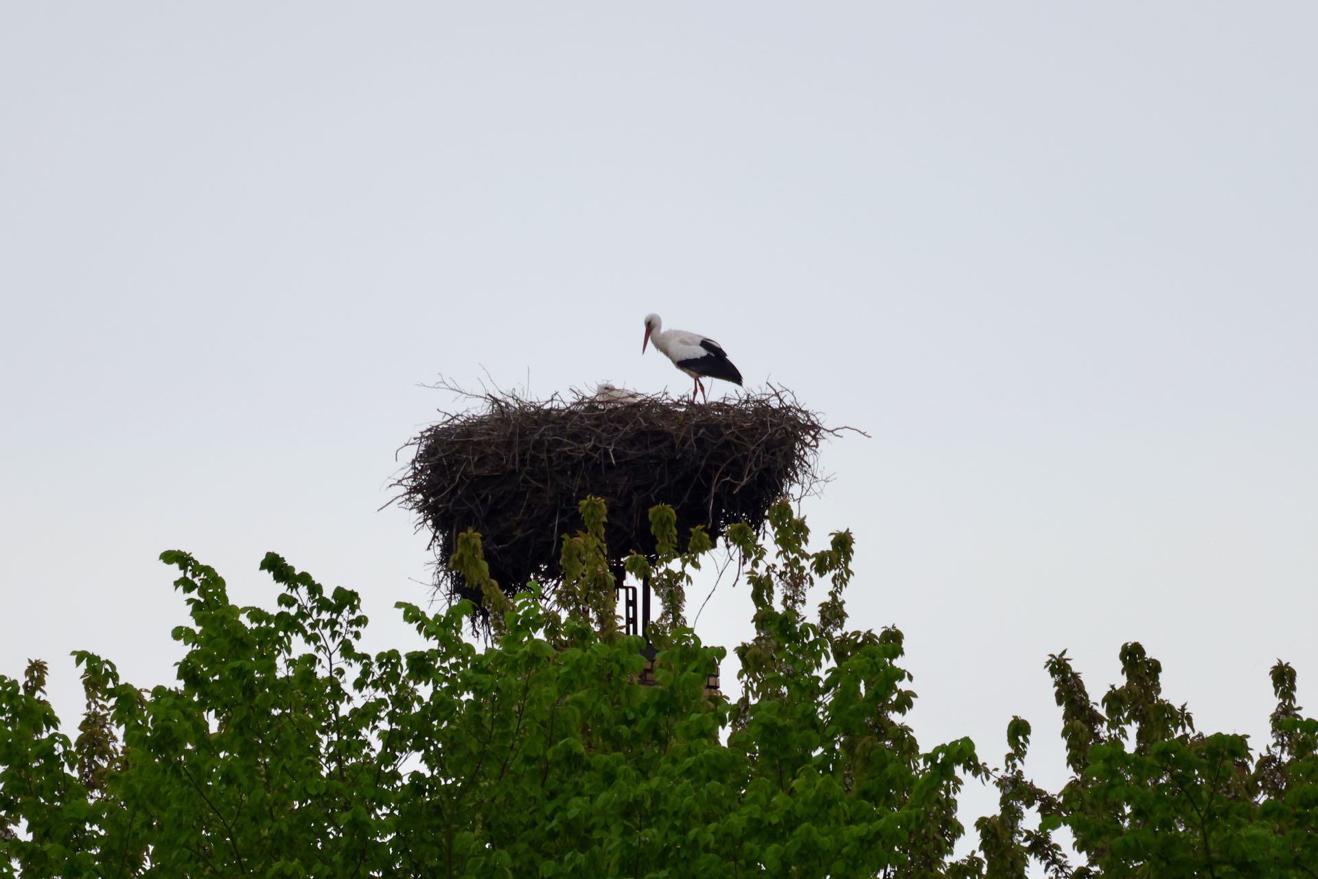 Stork