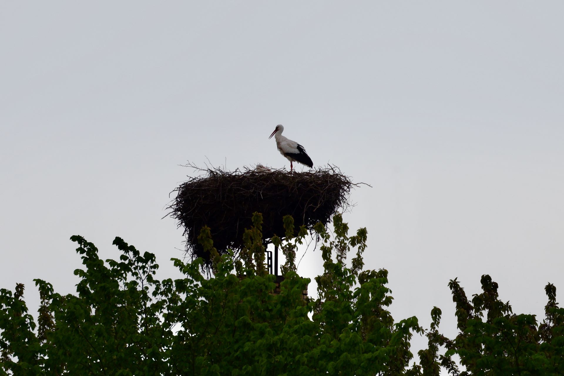 Stork