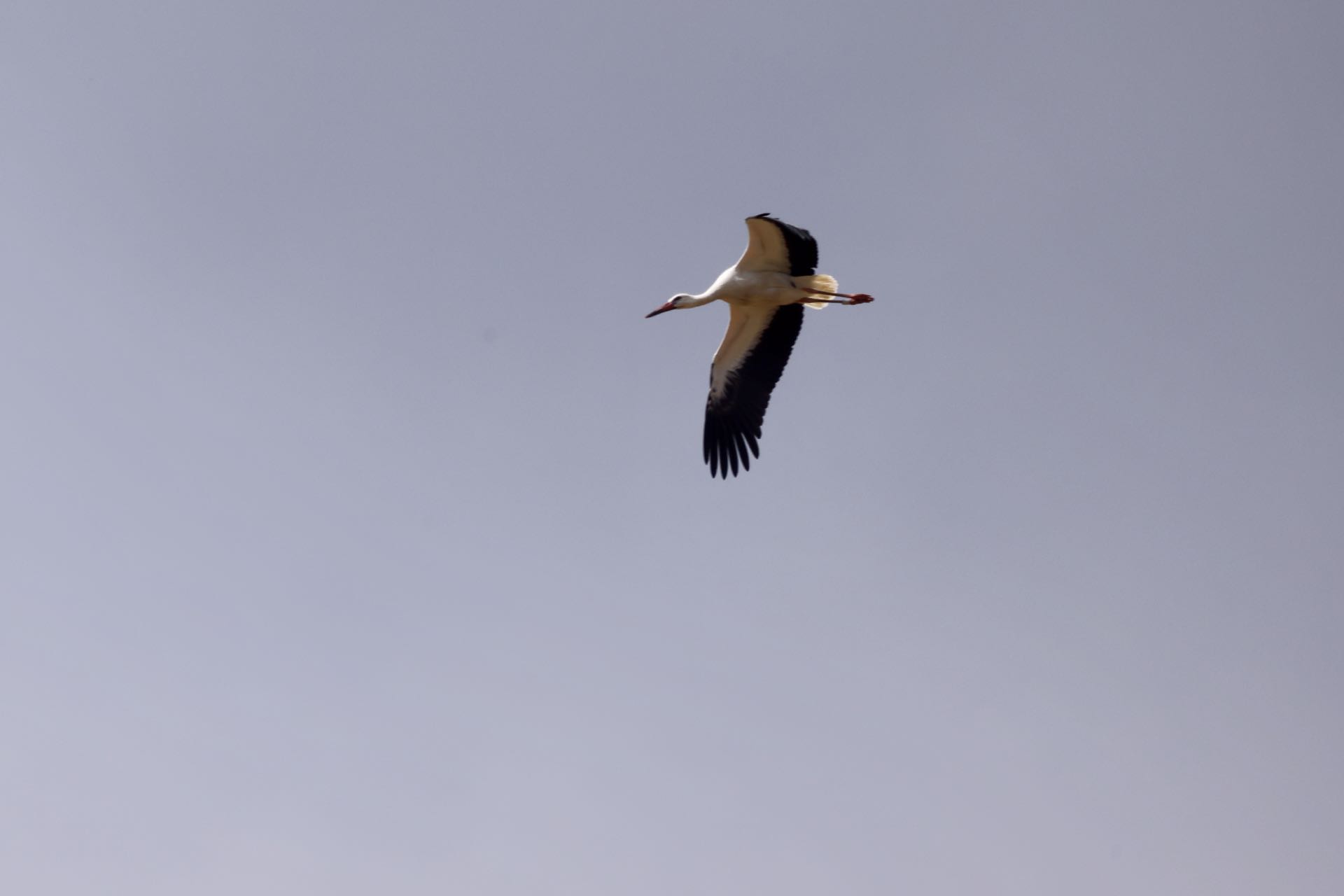 Stork