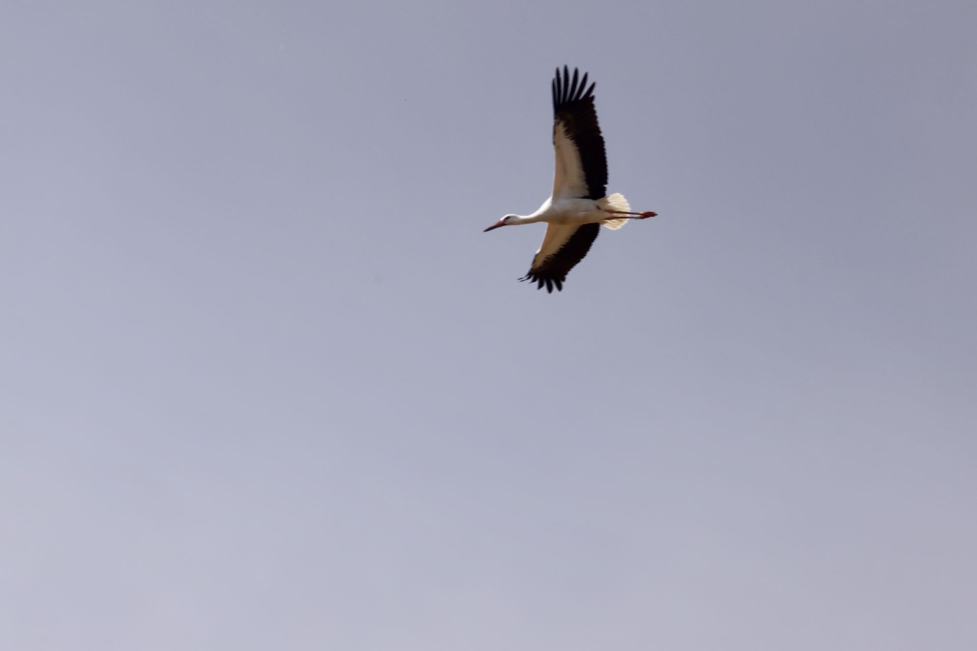 Stork