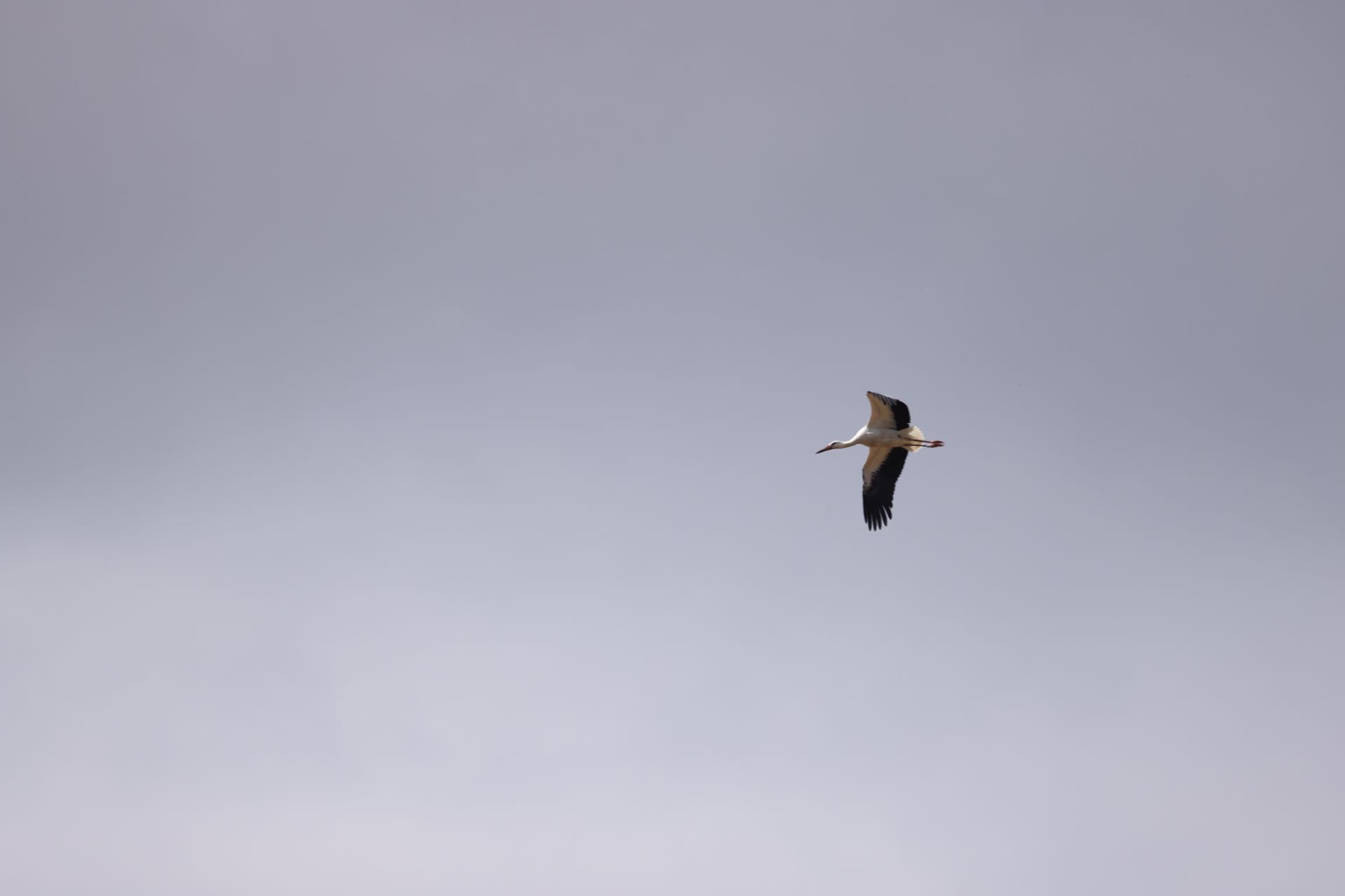 Stork