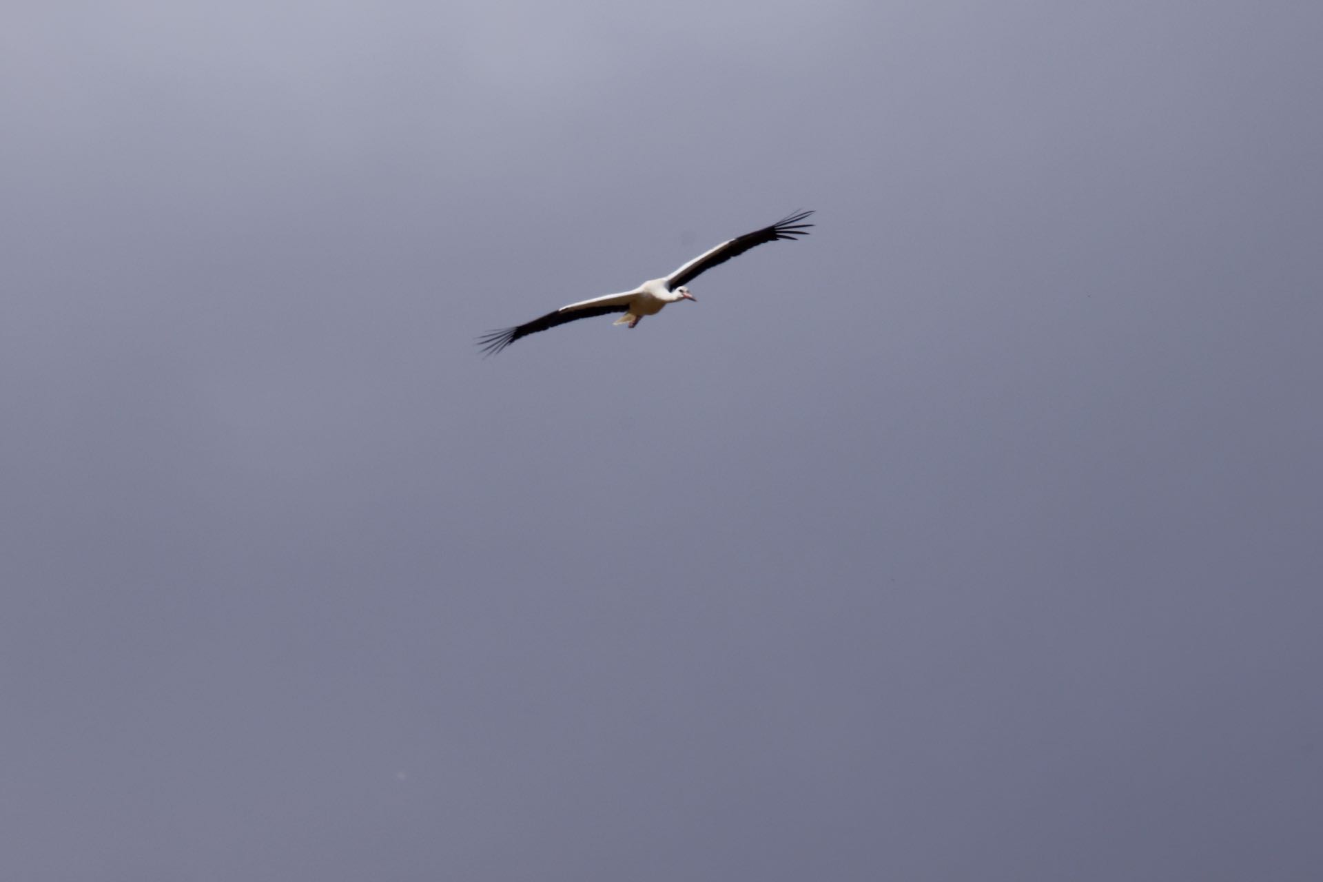 Stork