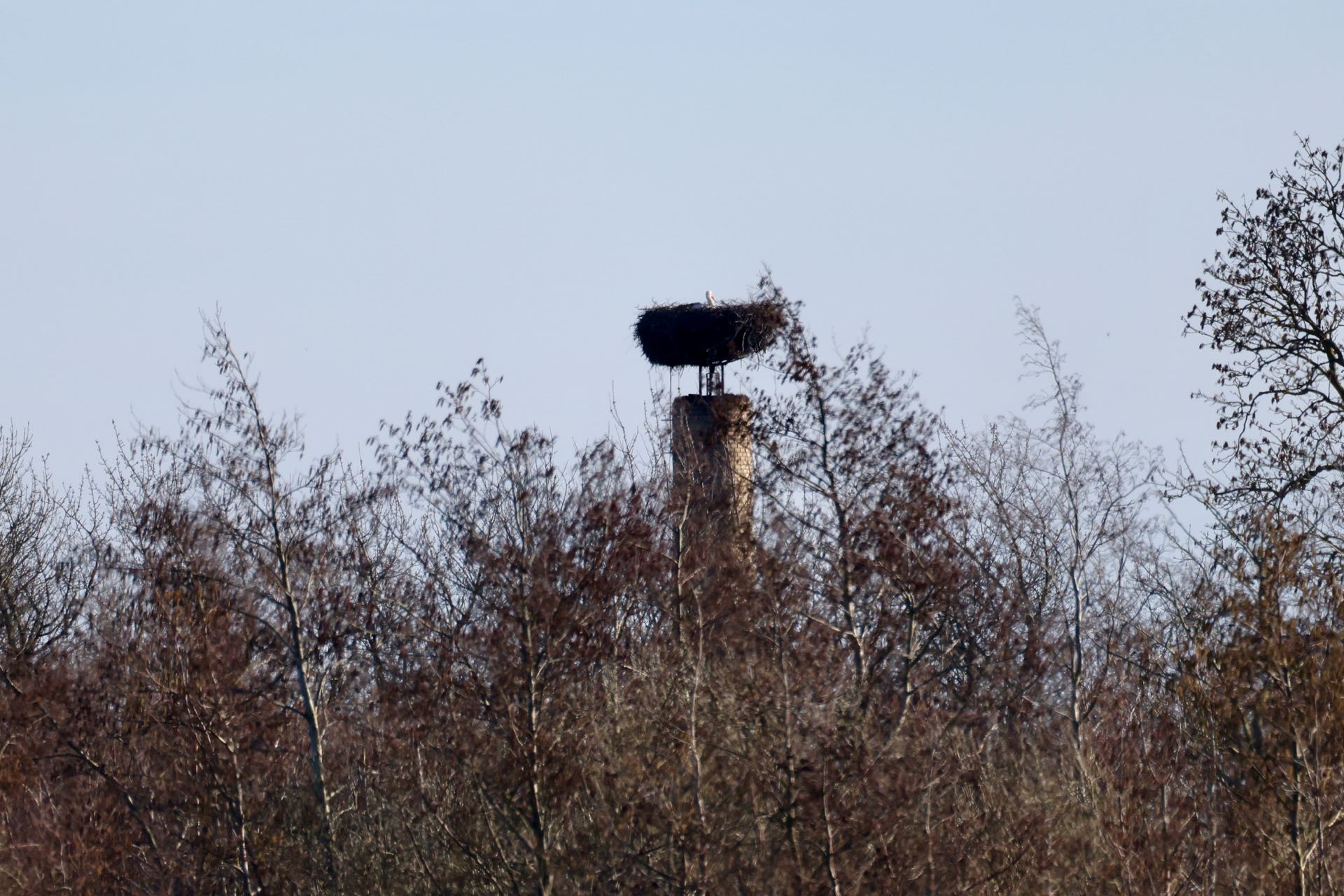 Stork