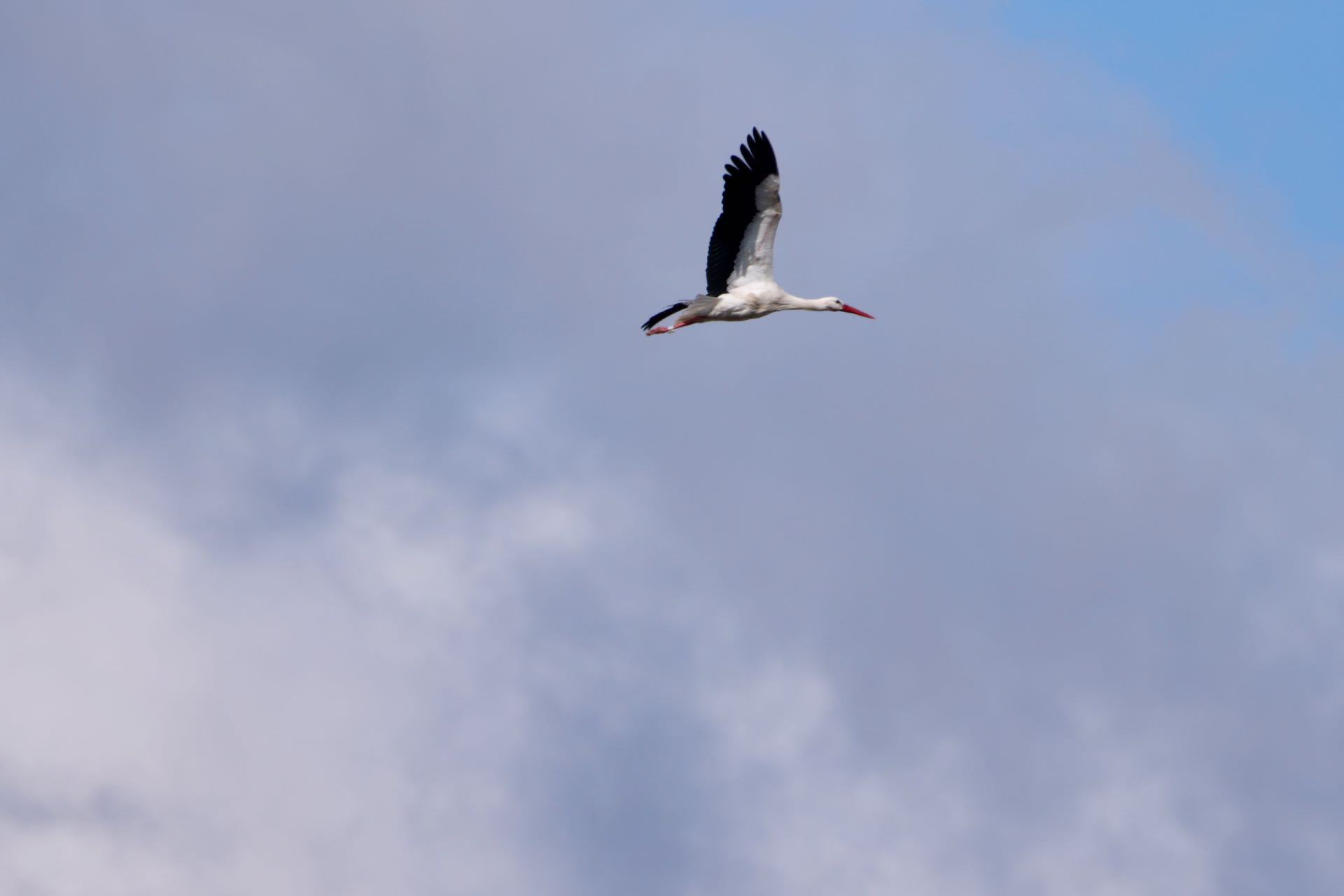 Stork