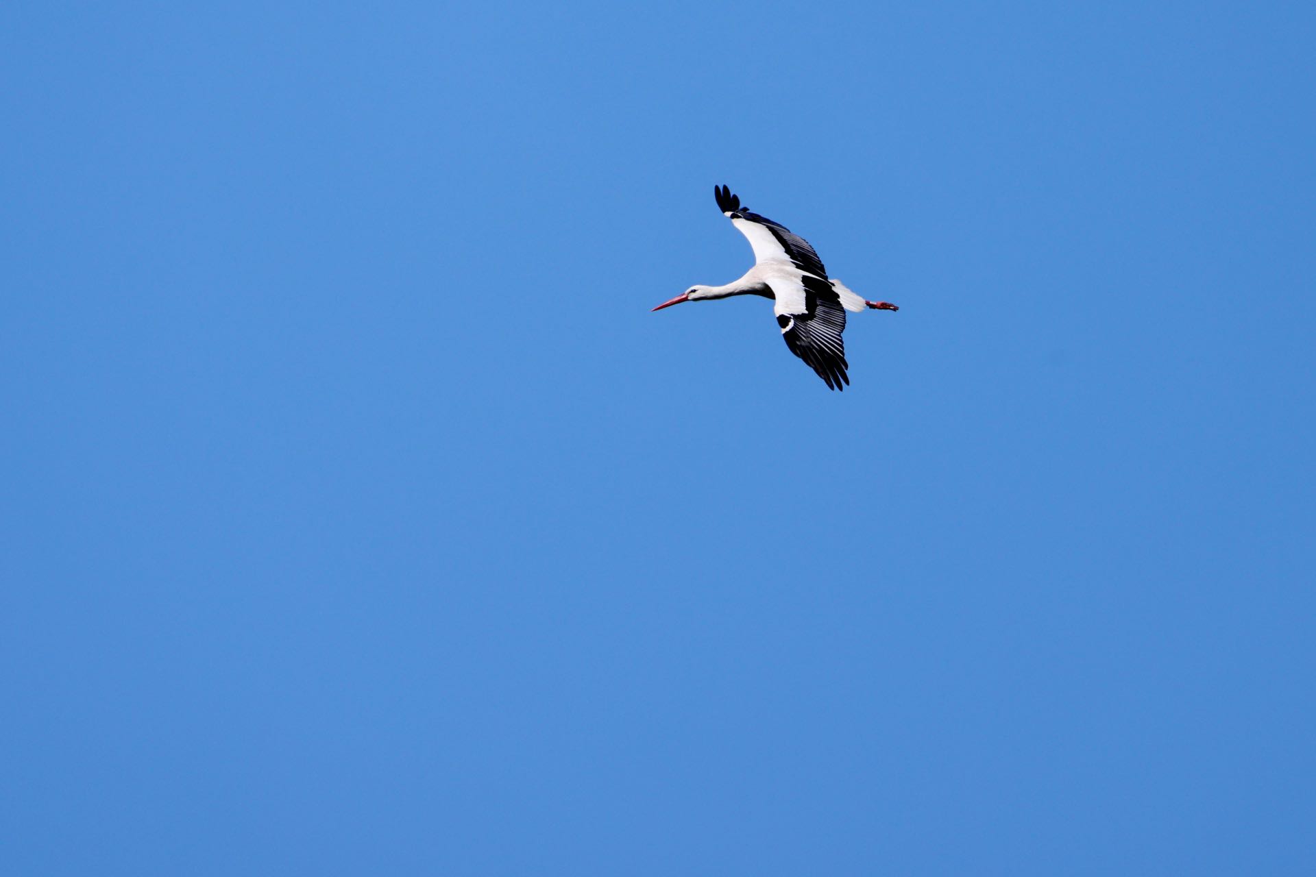 Stork