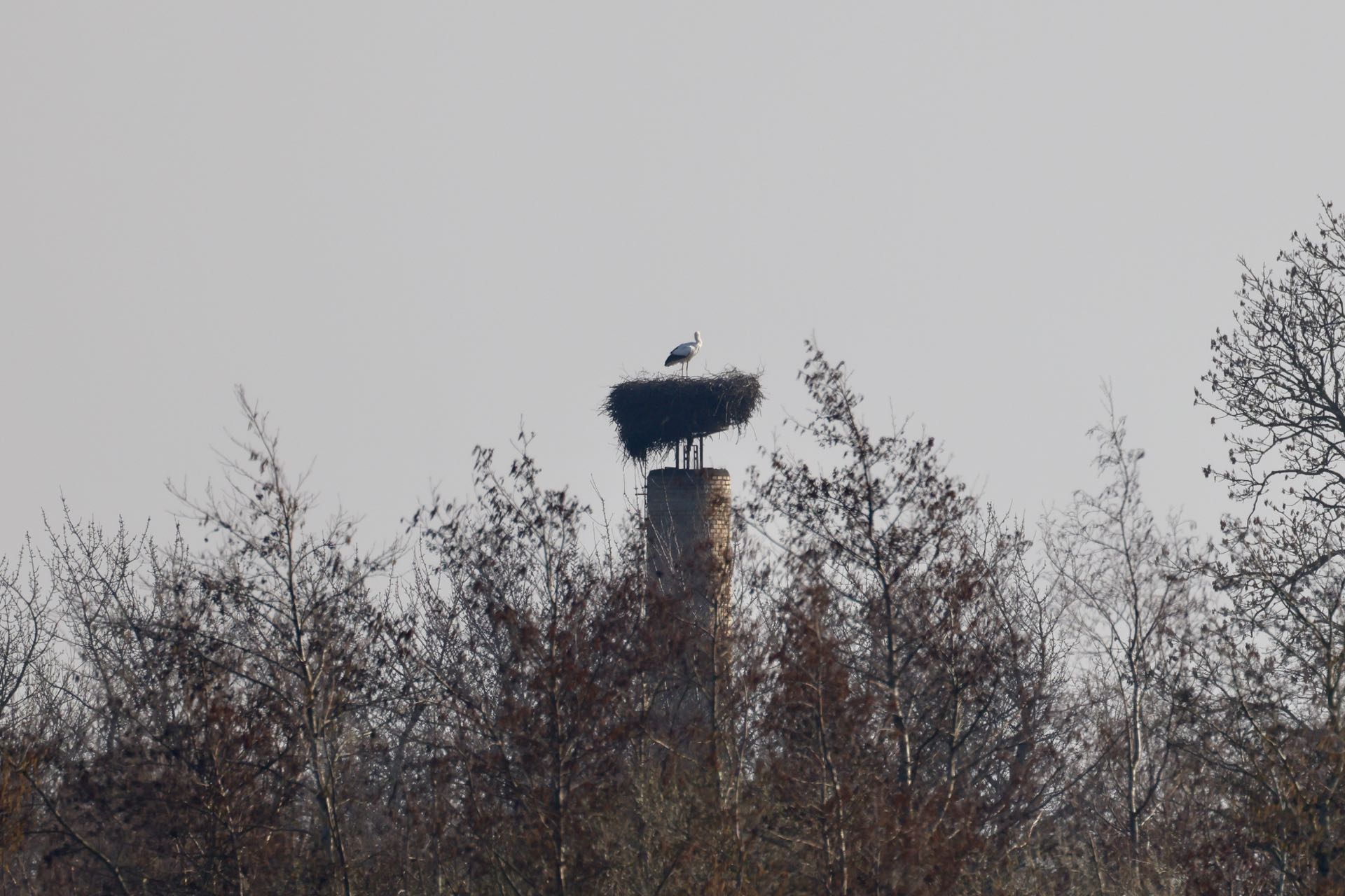 Stork Gundsølille