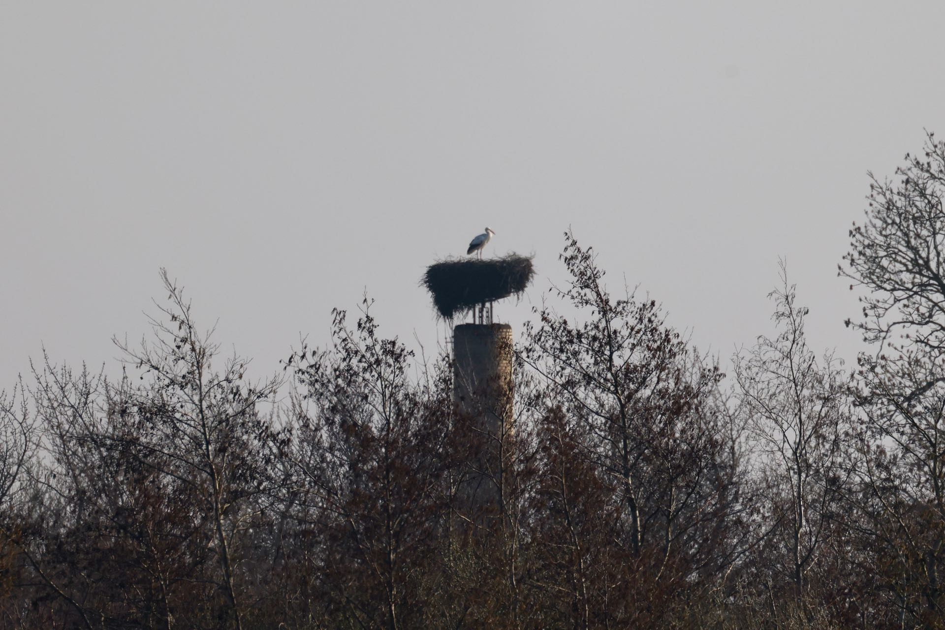 Stork Gundsølille
