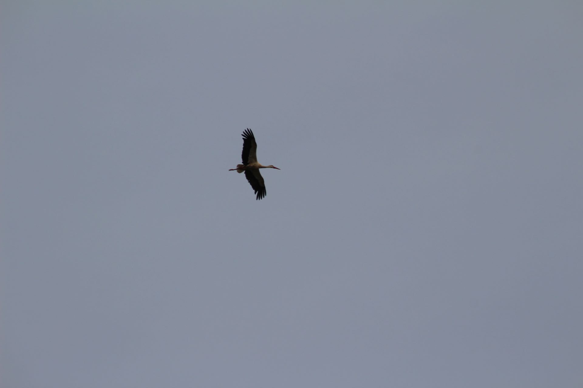 Stork i Spanien
