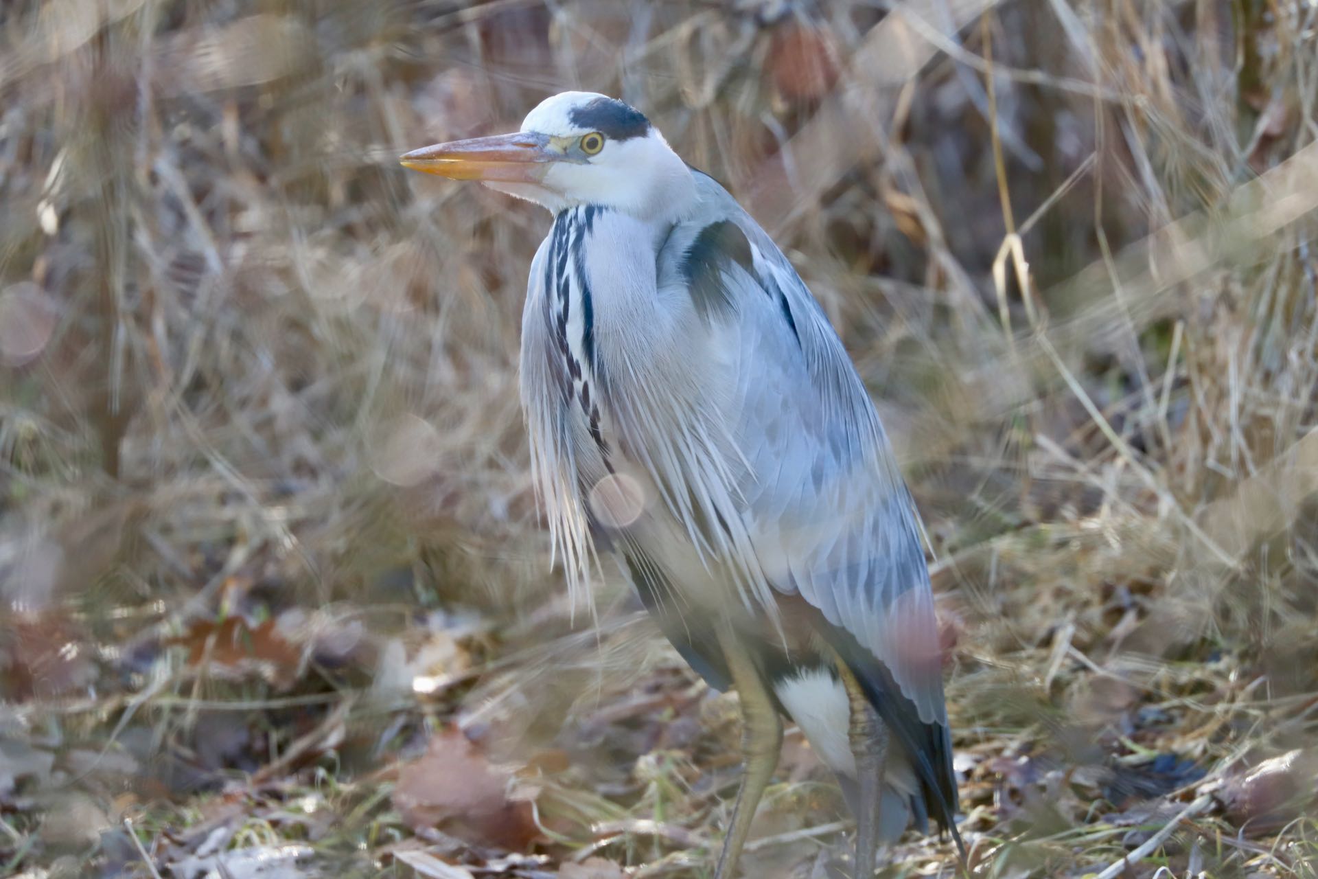 Fiskehejre Skenkelsø sø