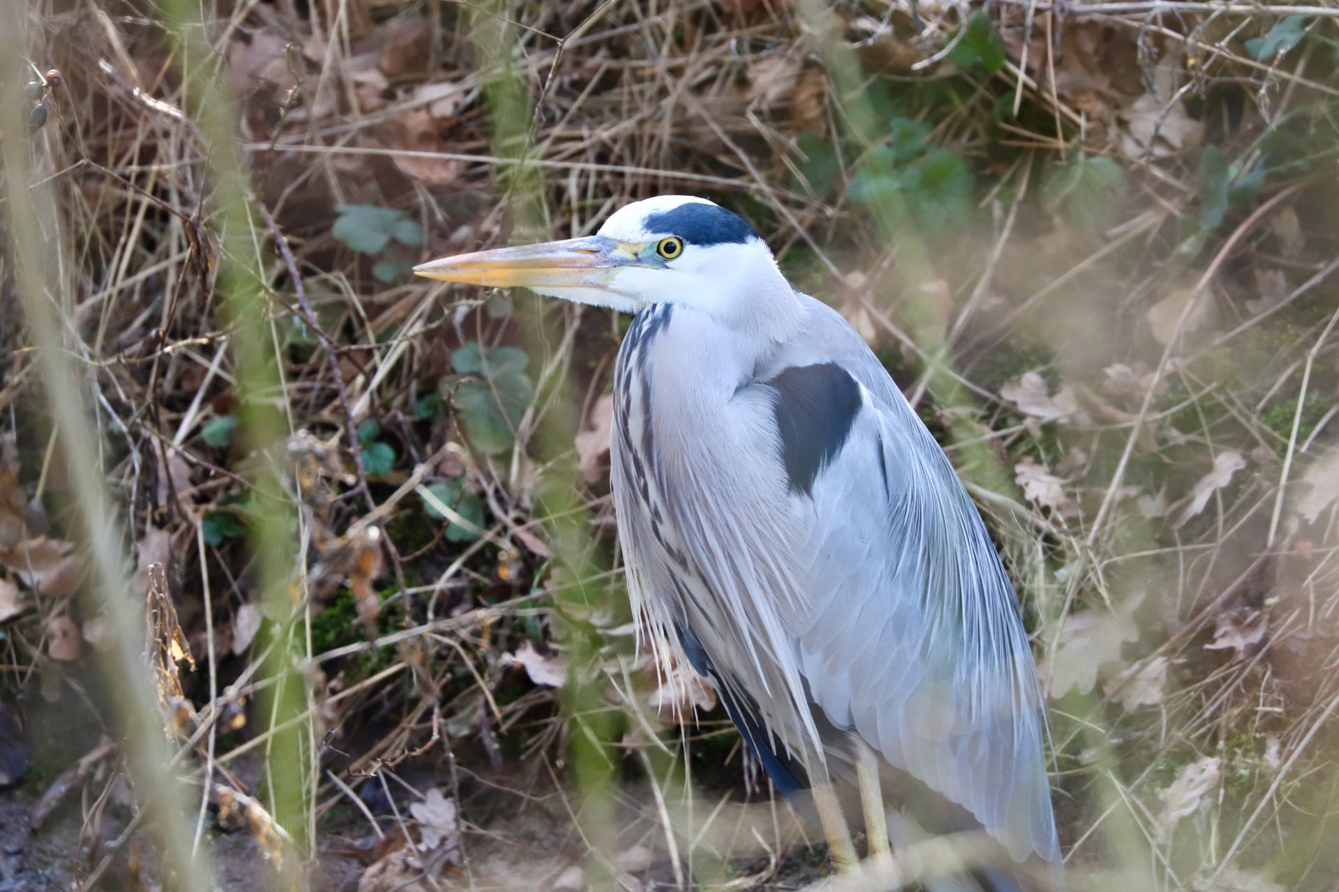 Fiskehejre Skenkelsø sø