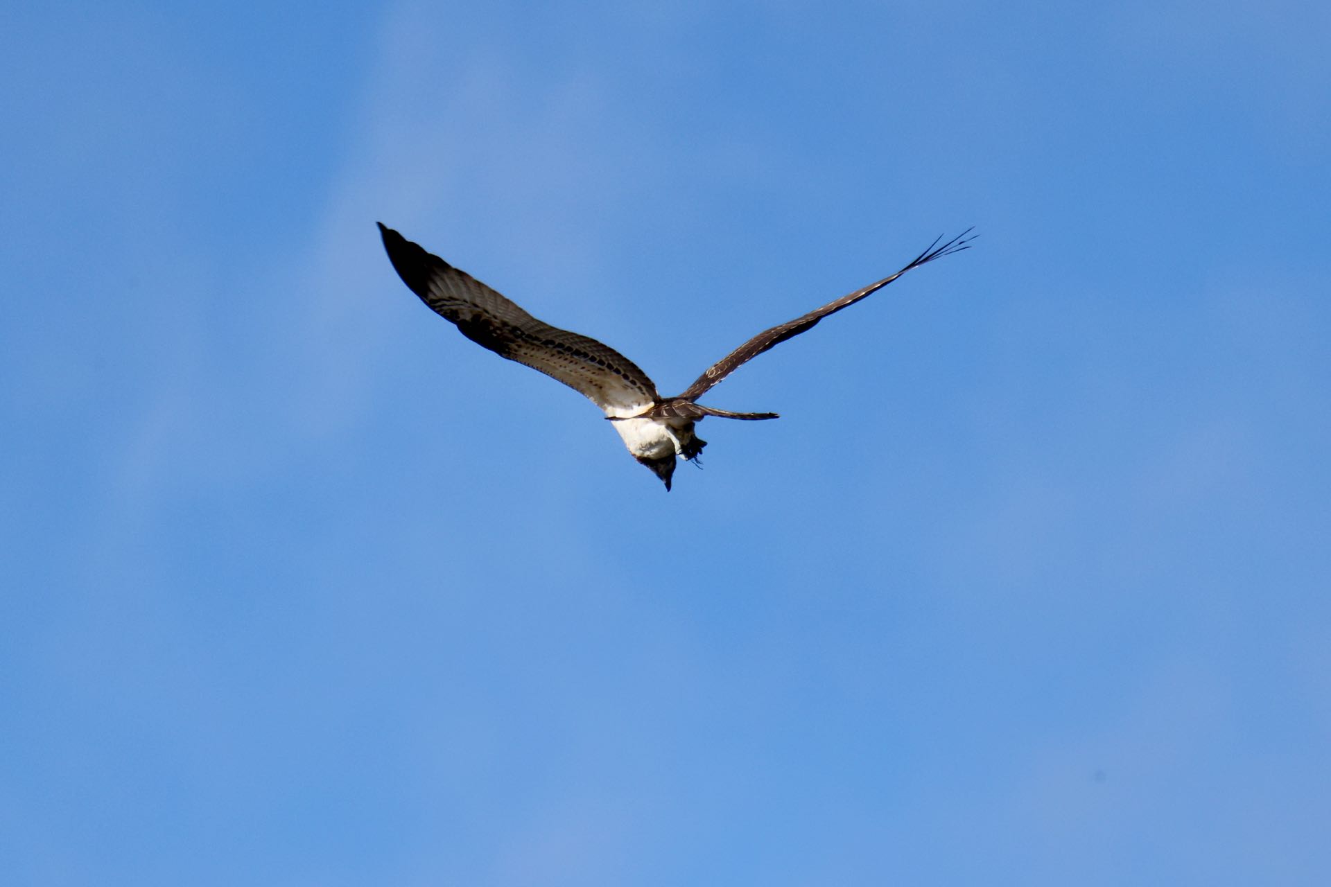 Fiskeørn