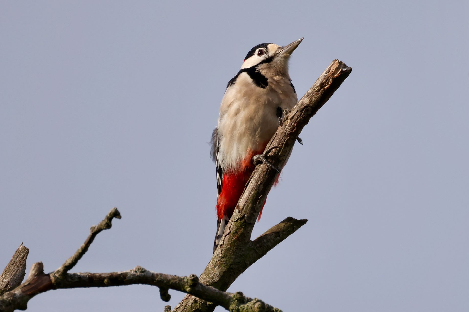 Flagspætte