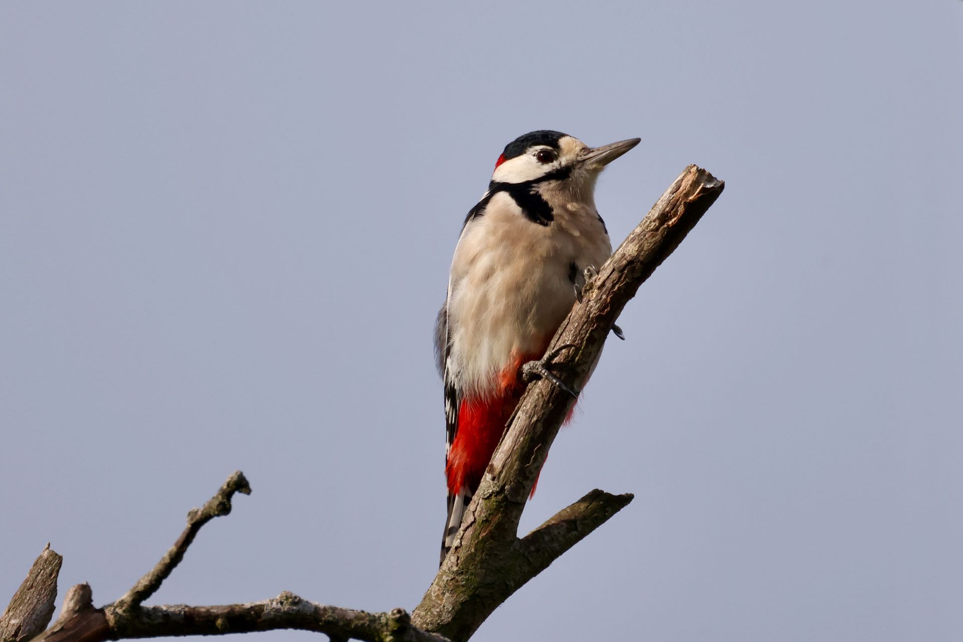 Flagspætte