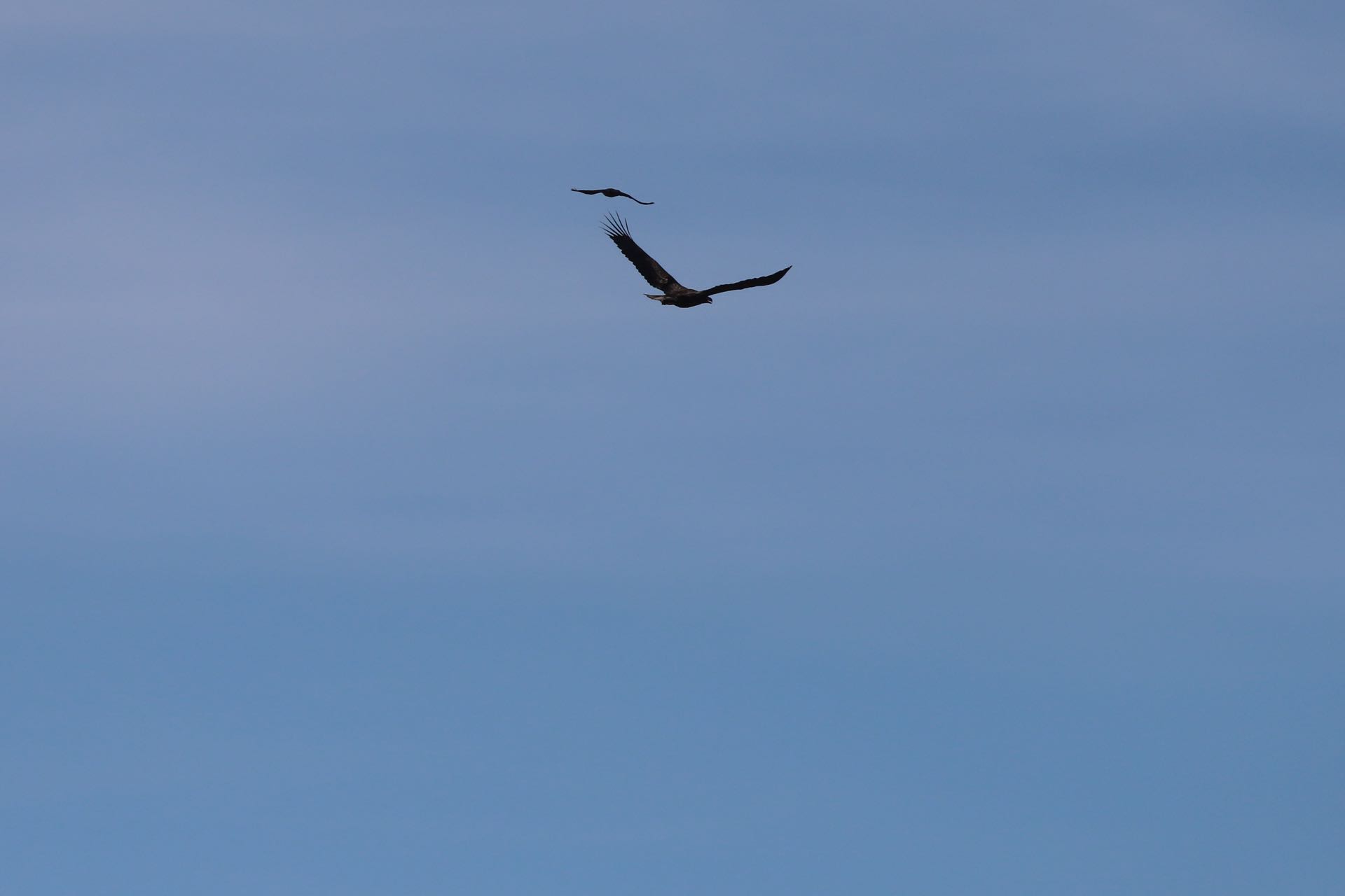 Havørn