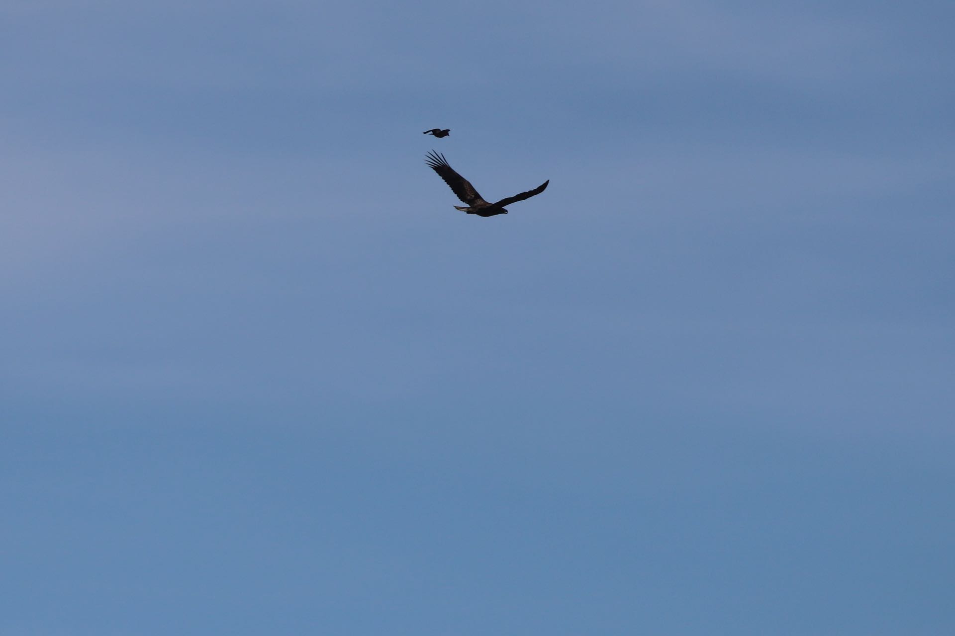 Havørn