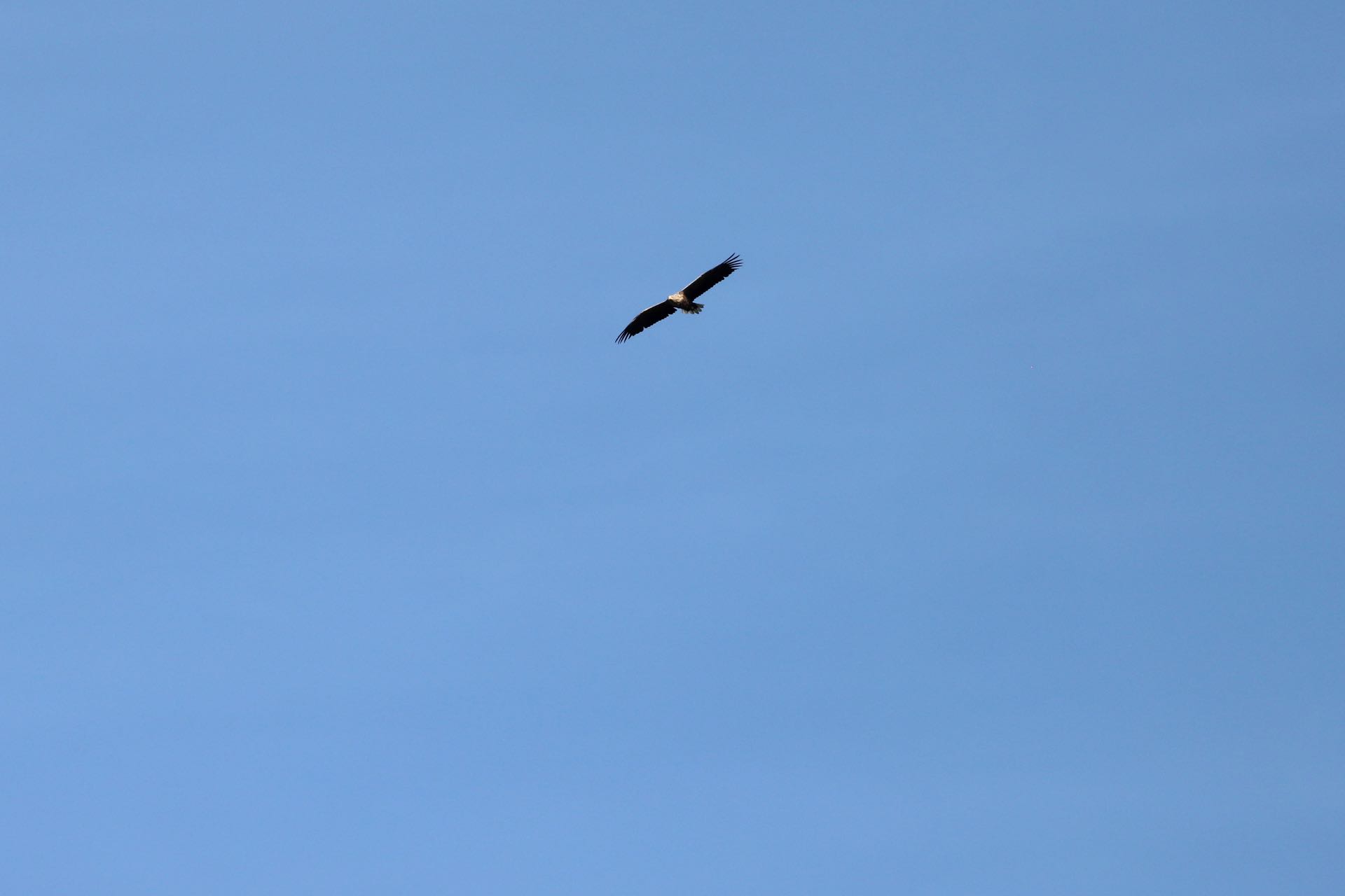 Havørn