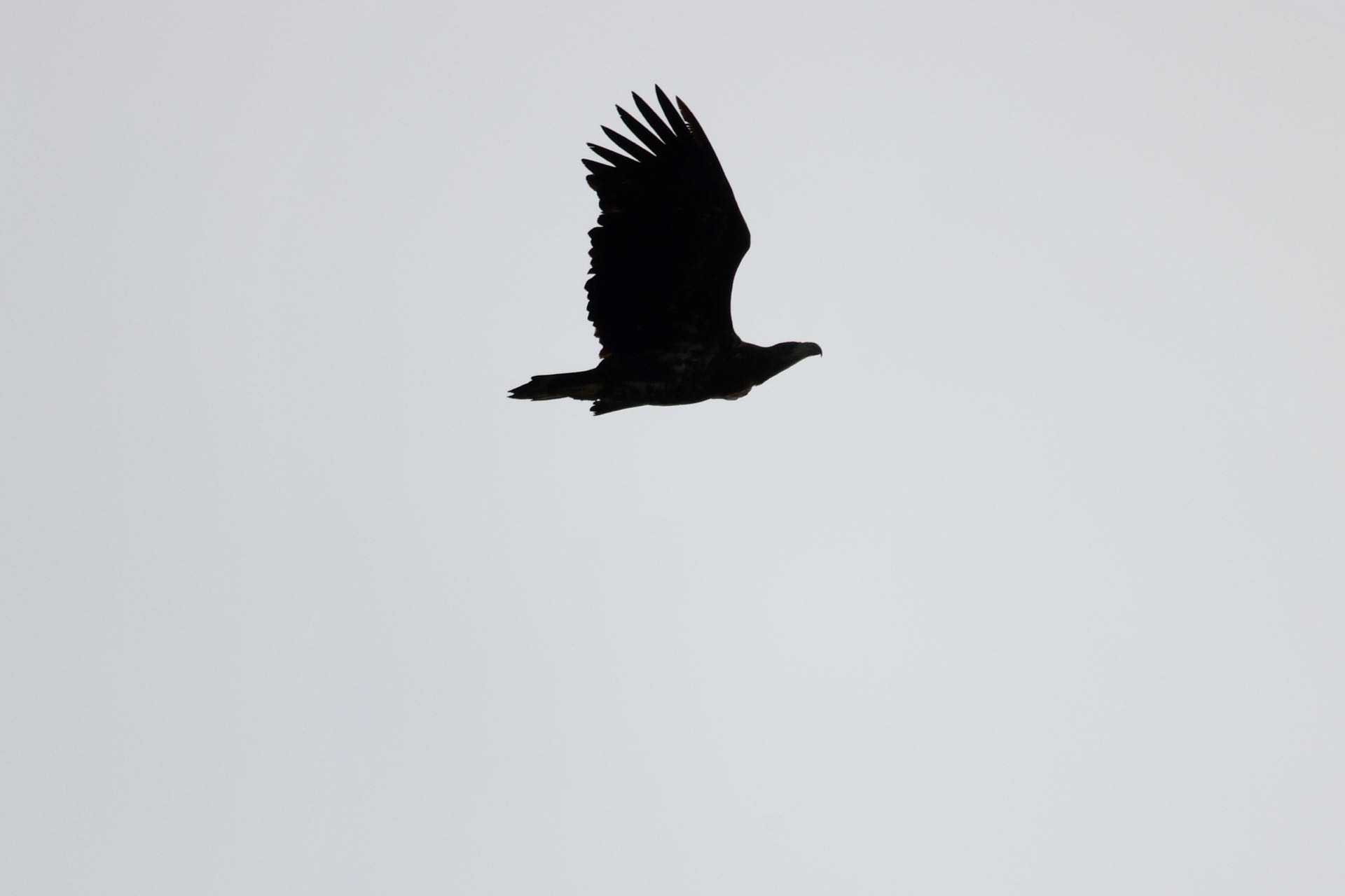 Havørn
