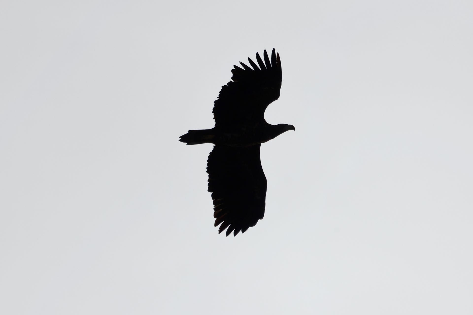 Havørn
