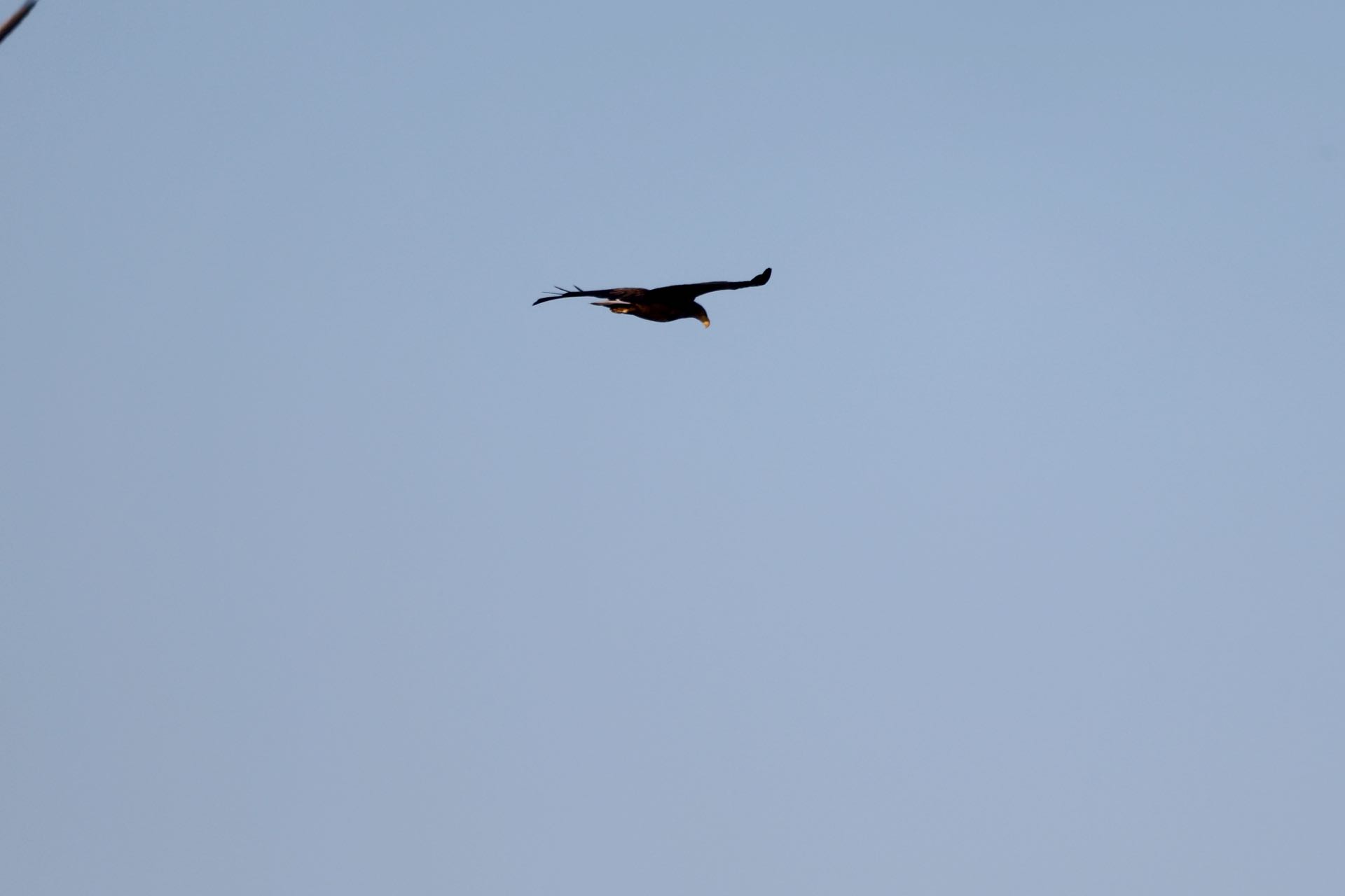 Havørn