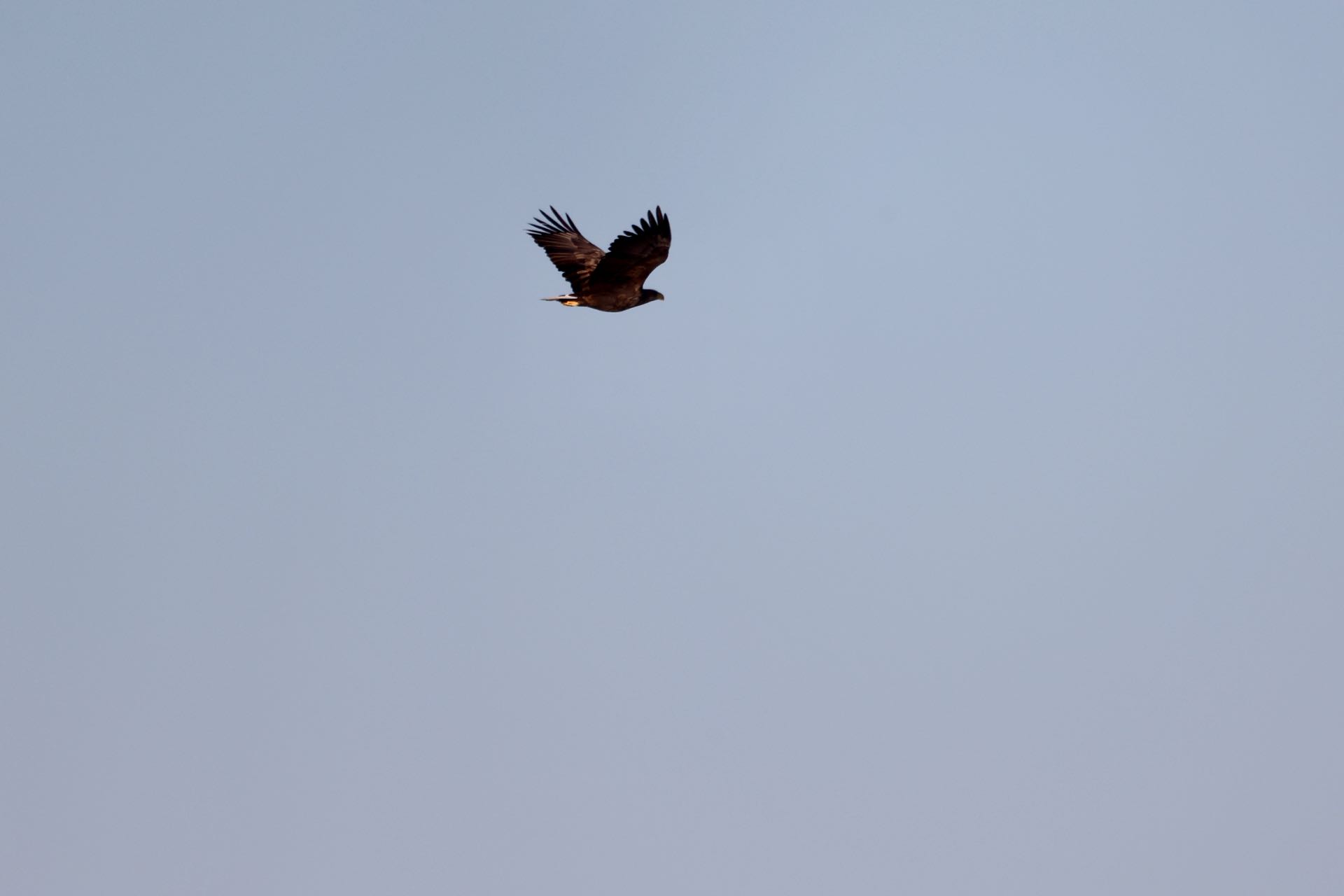 Havørn