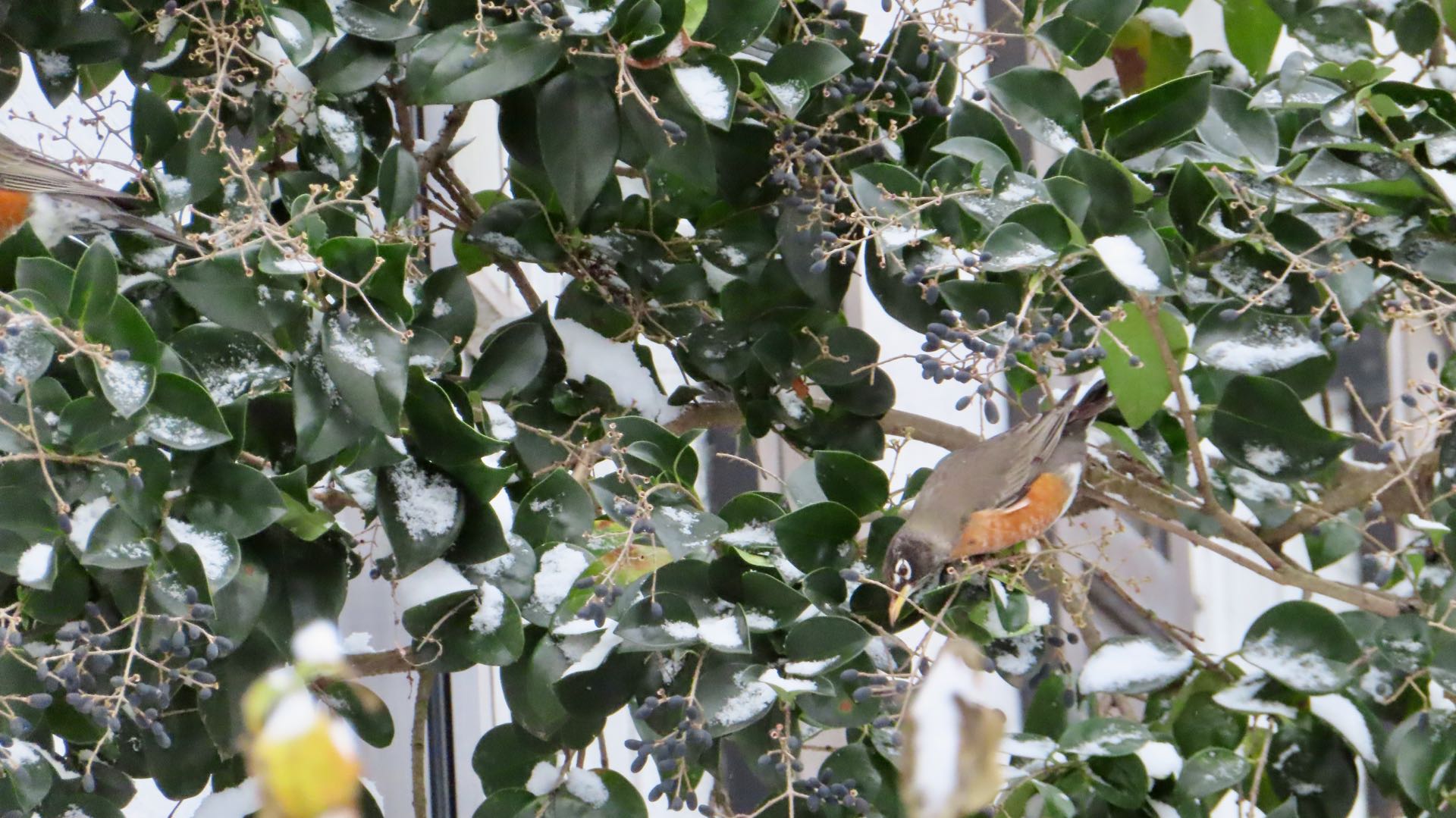 American Robin