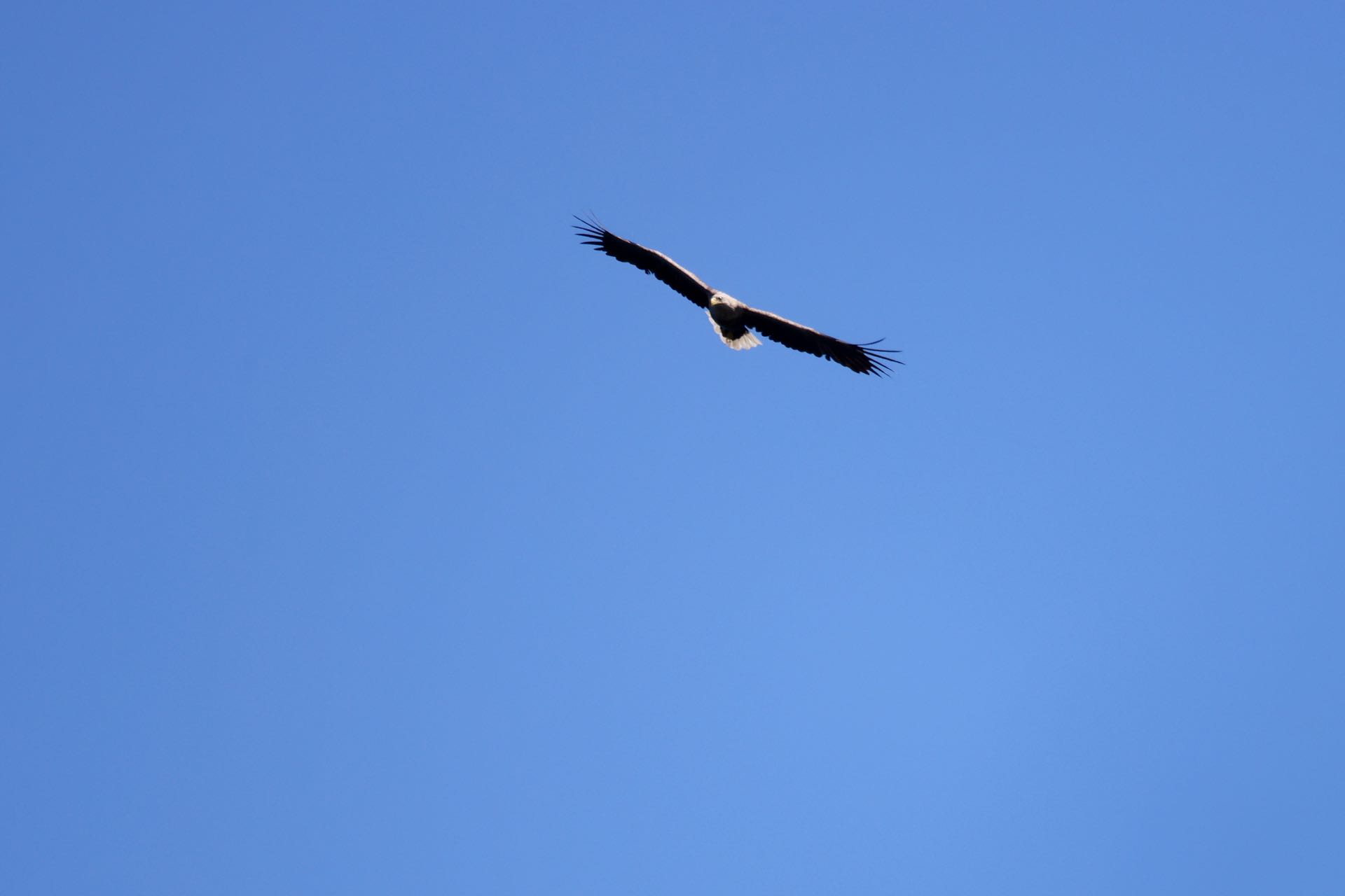Havørn