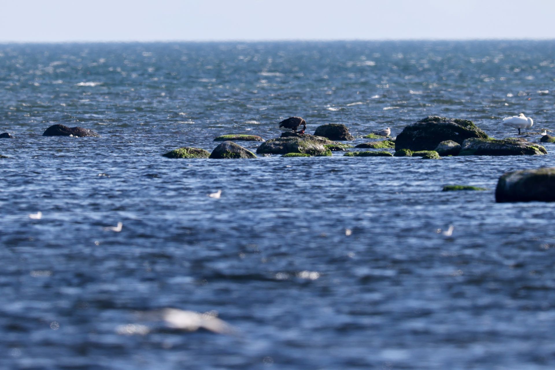 Havørn