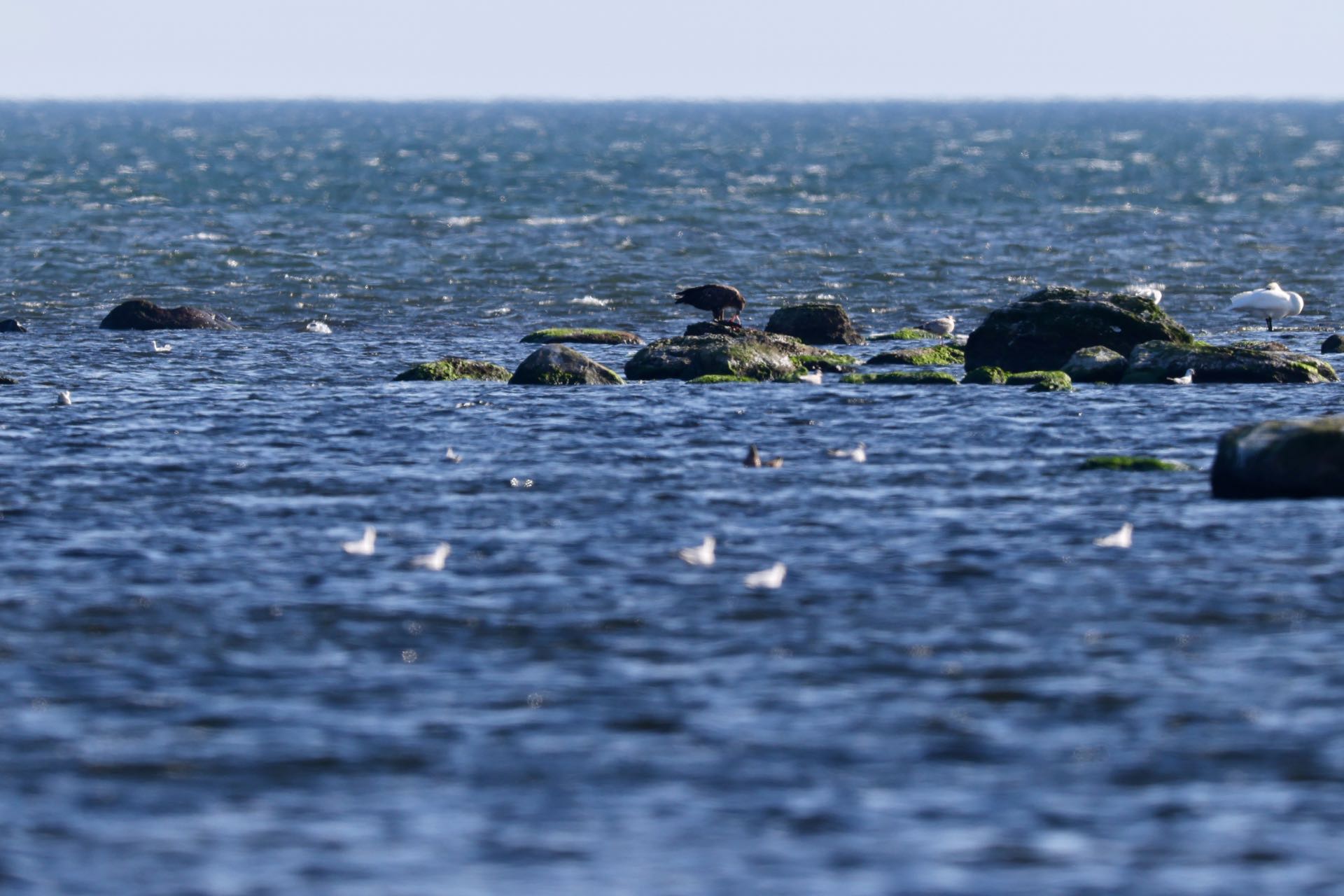 Havørn