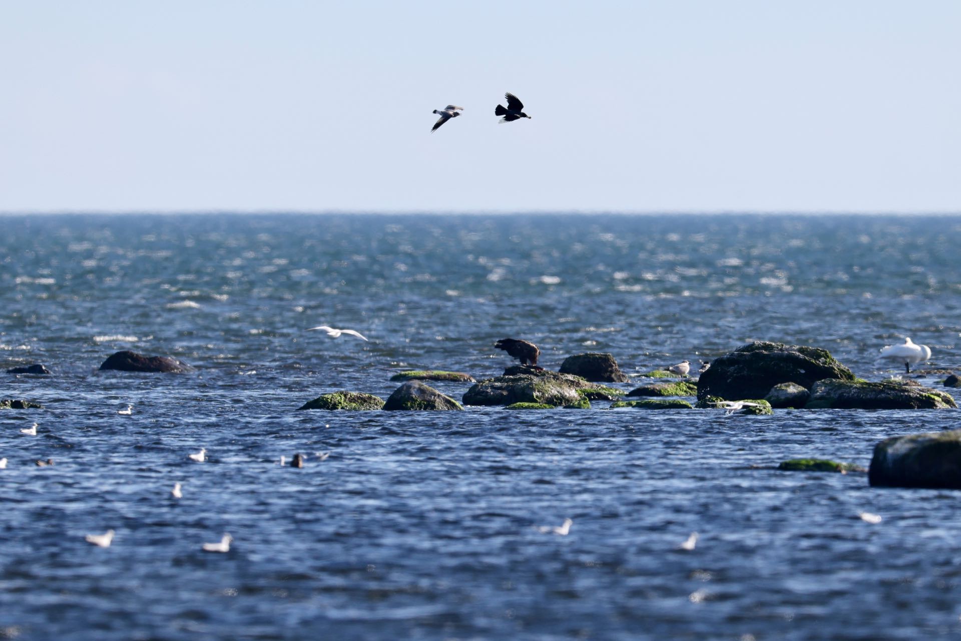 Havørn