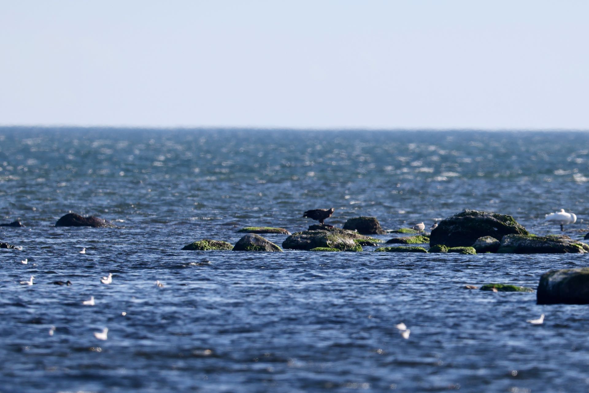 Havørn