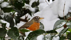 American Robin