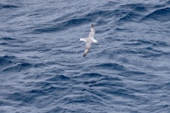 Malemuk